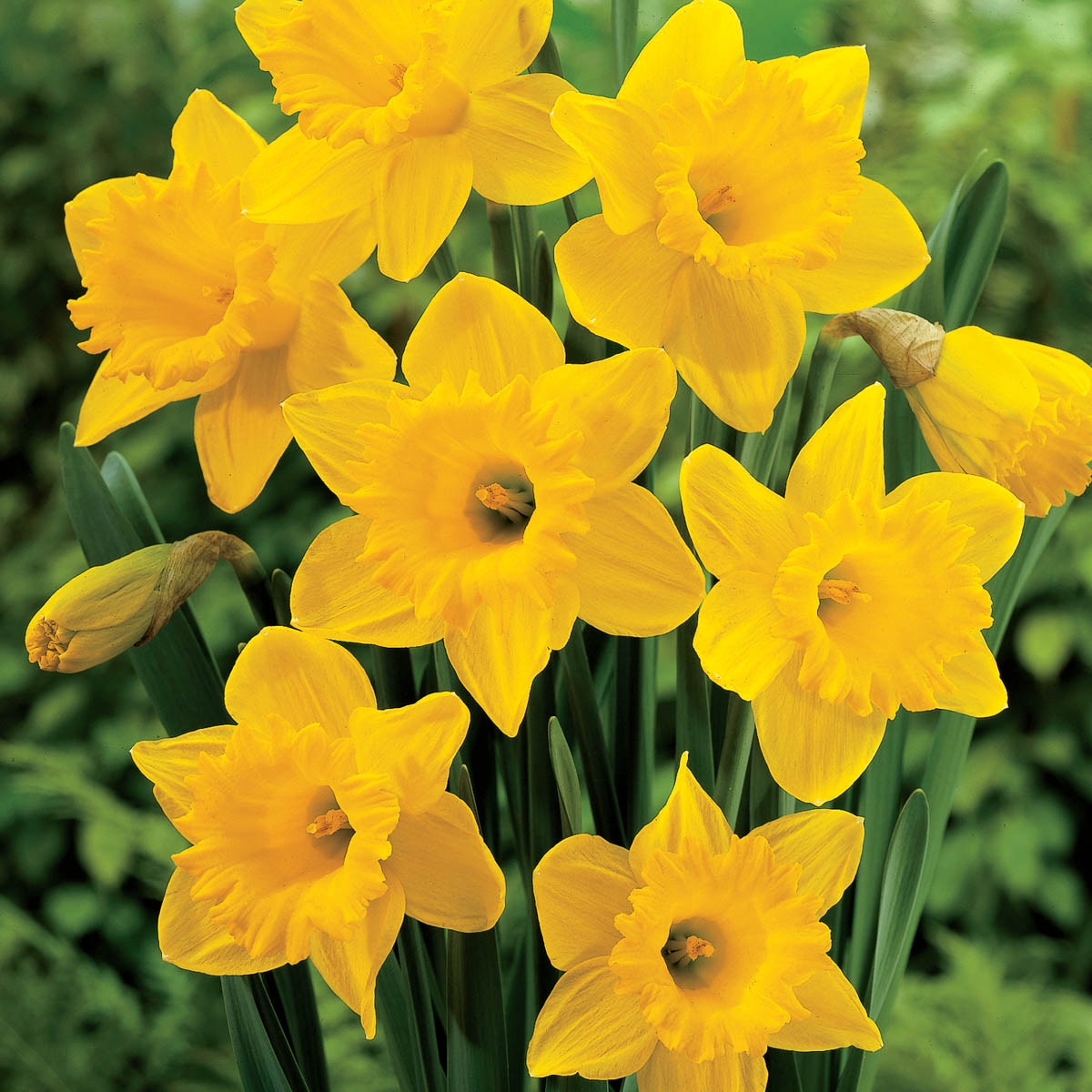 50 Dutch Master Daffodil Bulbs 