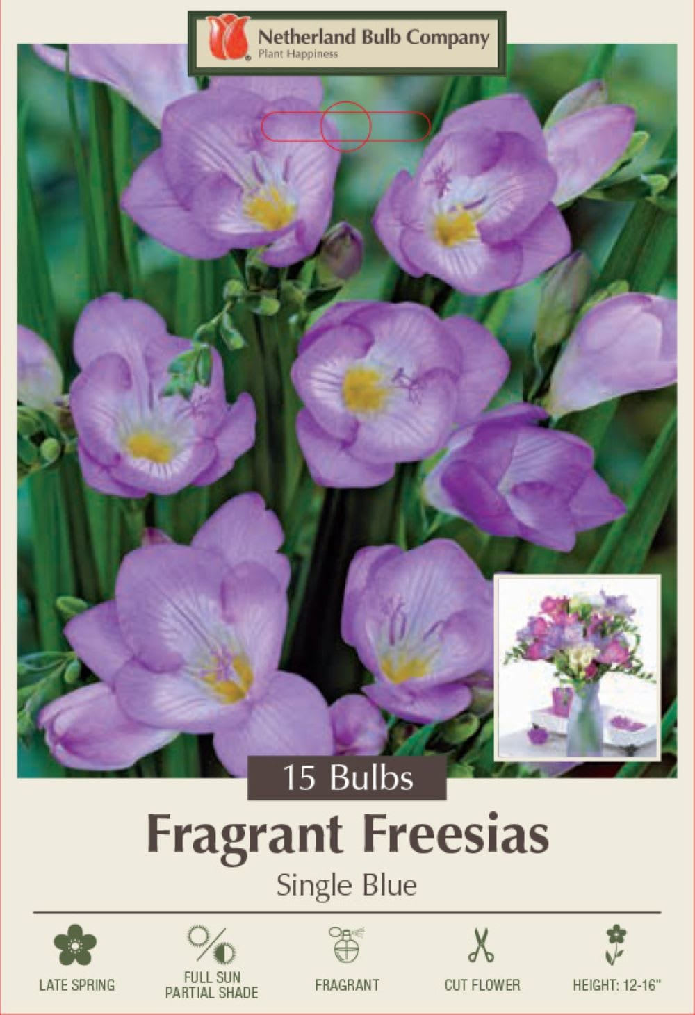 Hirt's Gardens - Blue Single Freesia - 15 Bulbs - Fragrant - 6 cm Bulbs