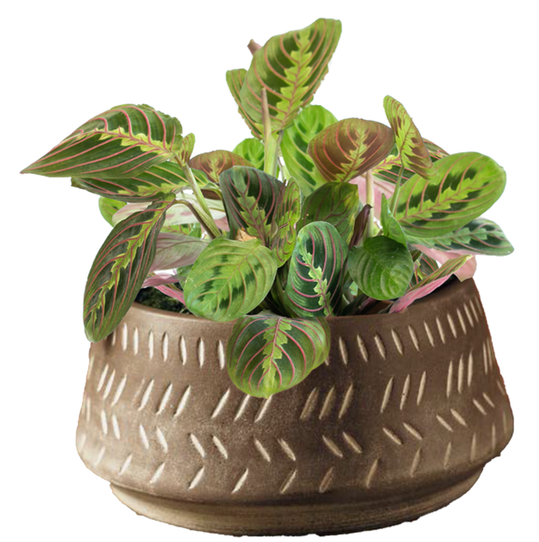 LiveTrends LBD251 AUTUMN GARDEN House plant in 12 Ounce(s) Pot 1 -Pack