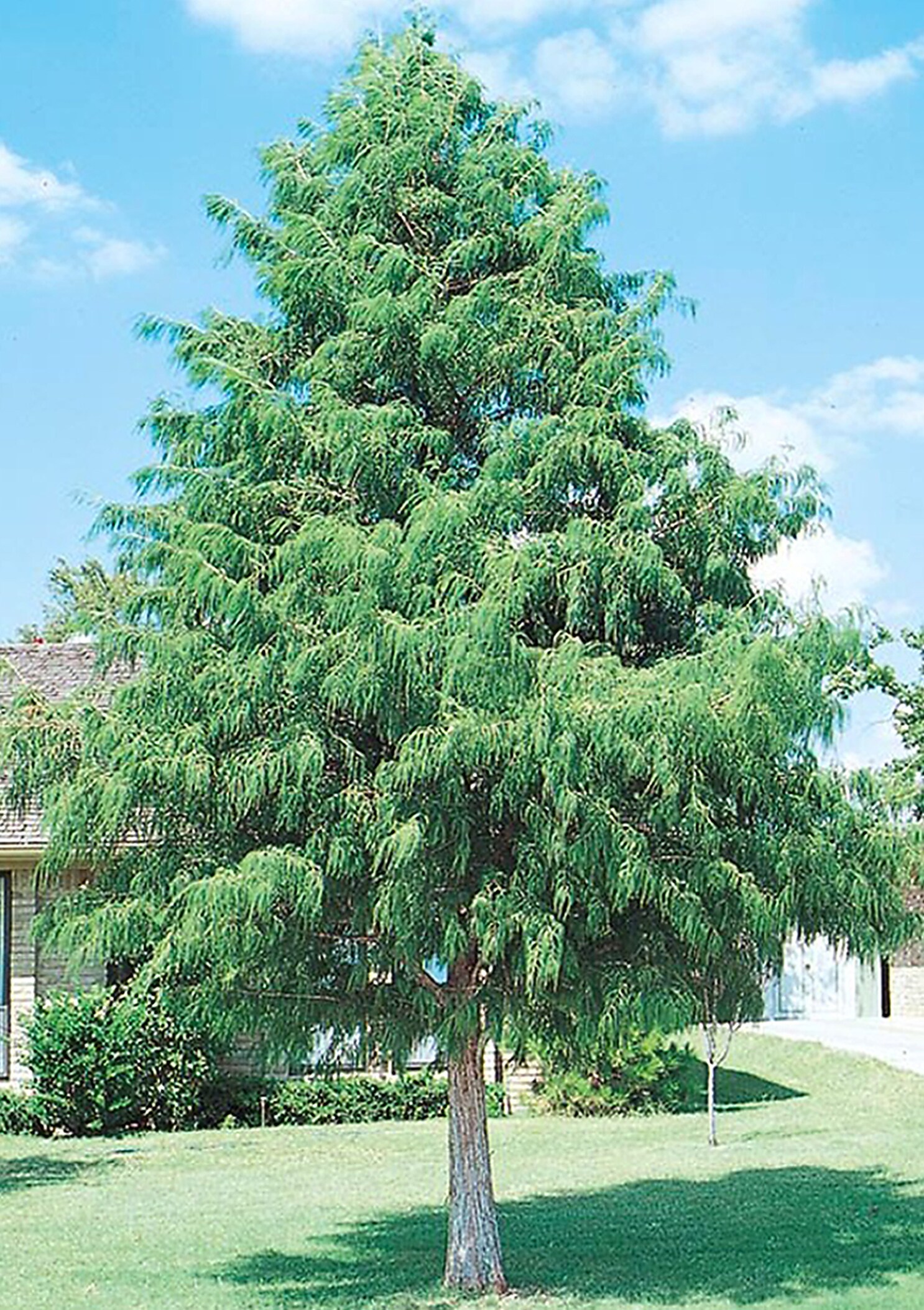 Holiday Living NURSERY 1 -Pint Insignificant Shade Bald Cypress