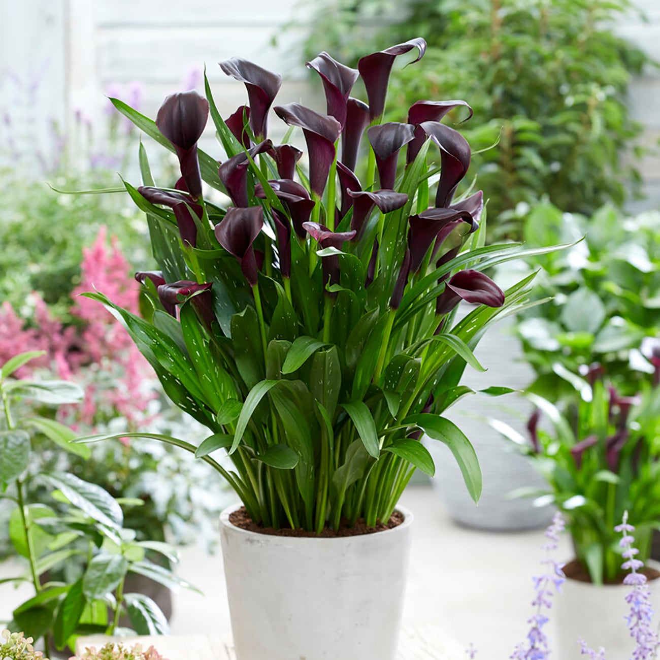 Van Zyverden 84497 Plant-Bulbs - View #3