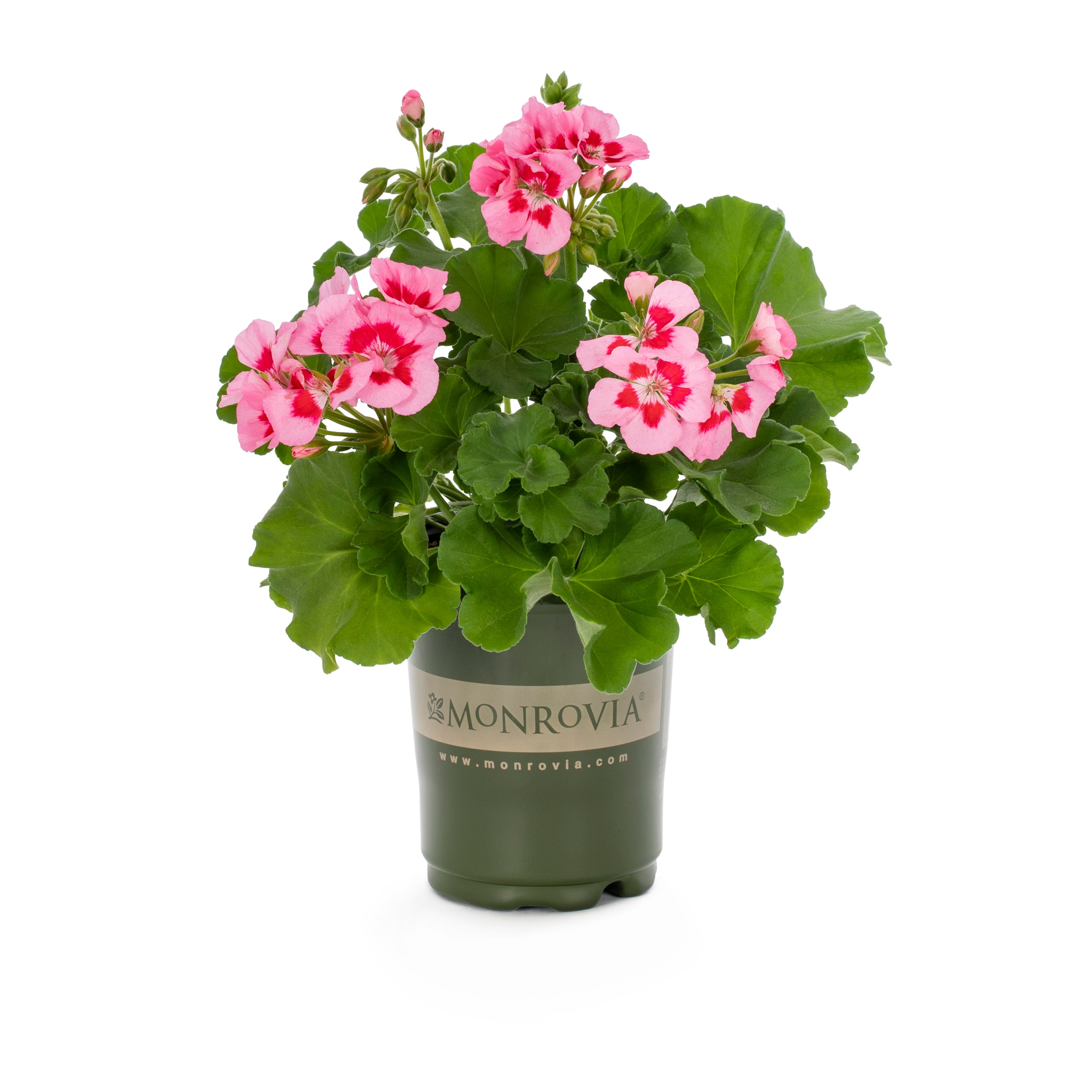 Calliope Medium Hot Pink Geranium Plants, Bulbs & Seeds at Lowes.com