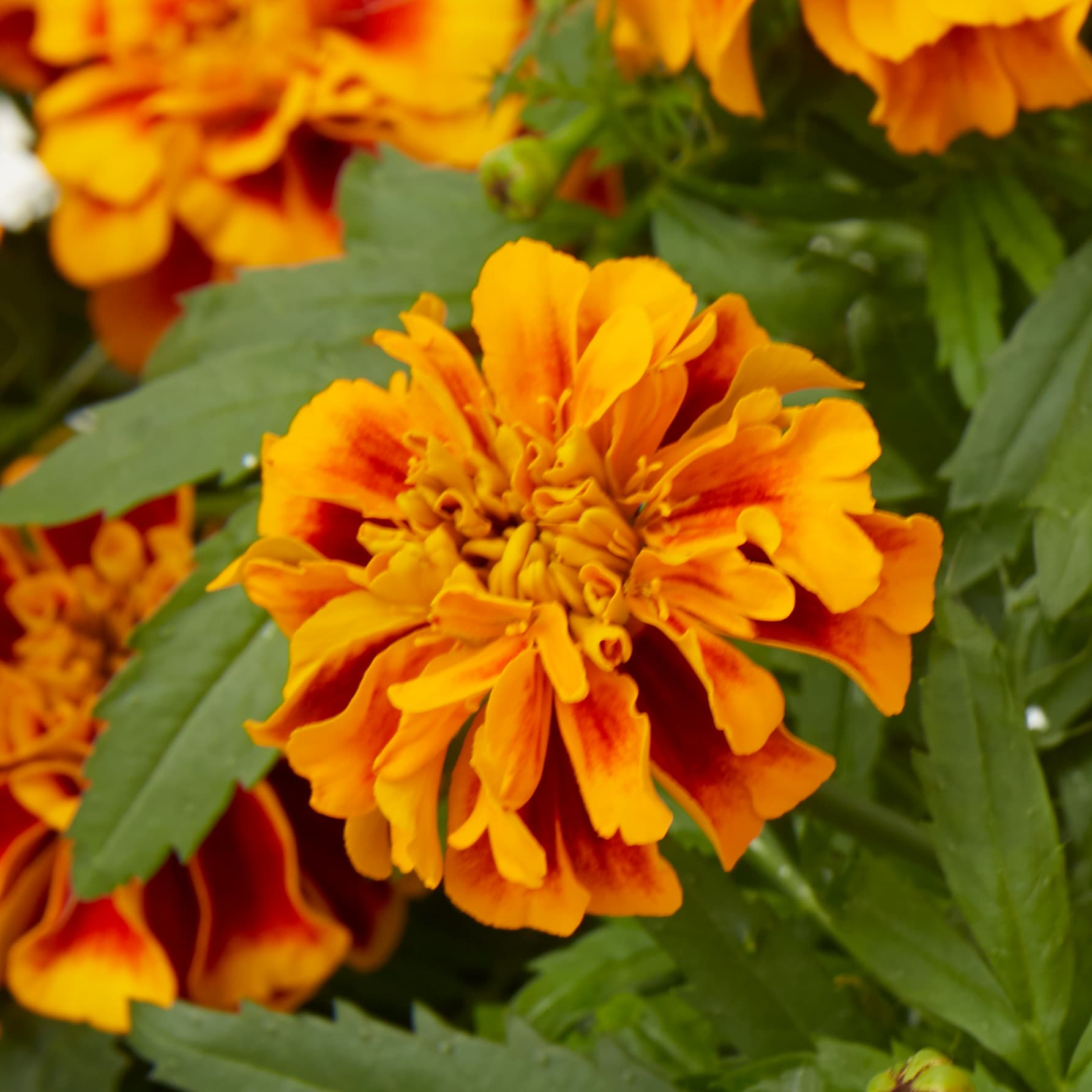 Lowe's Multicolor French Marigold in 1-Pint Pot in the Annuals ...