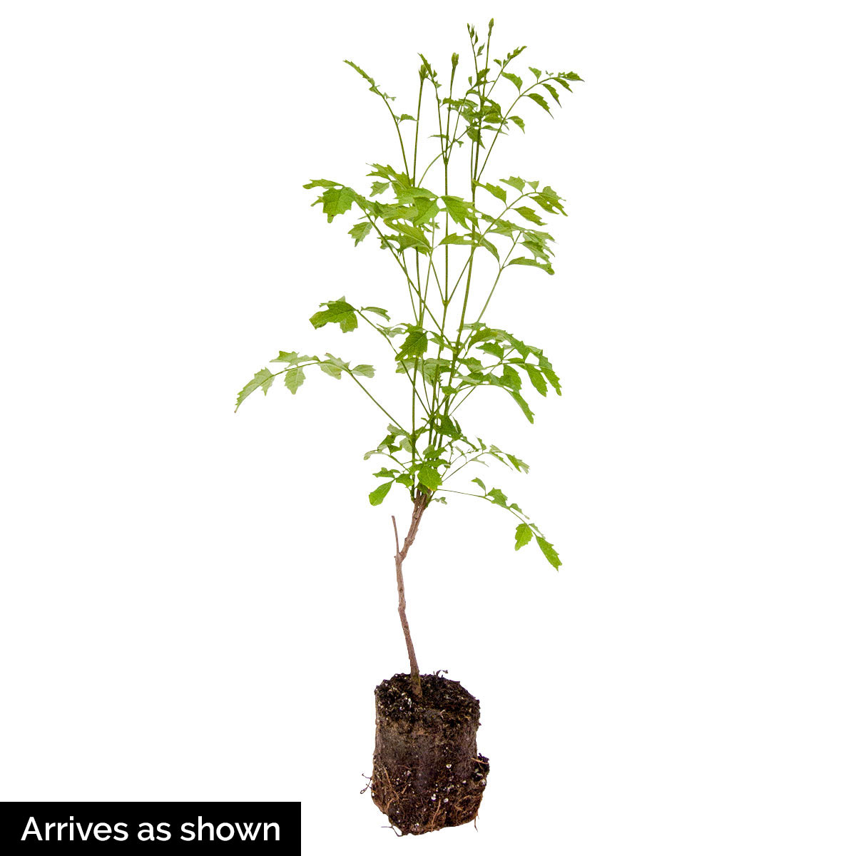 Direct Gardening 96040 vines - View #4