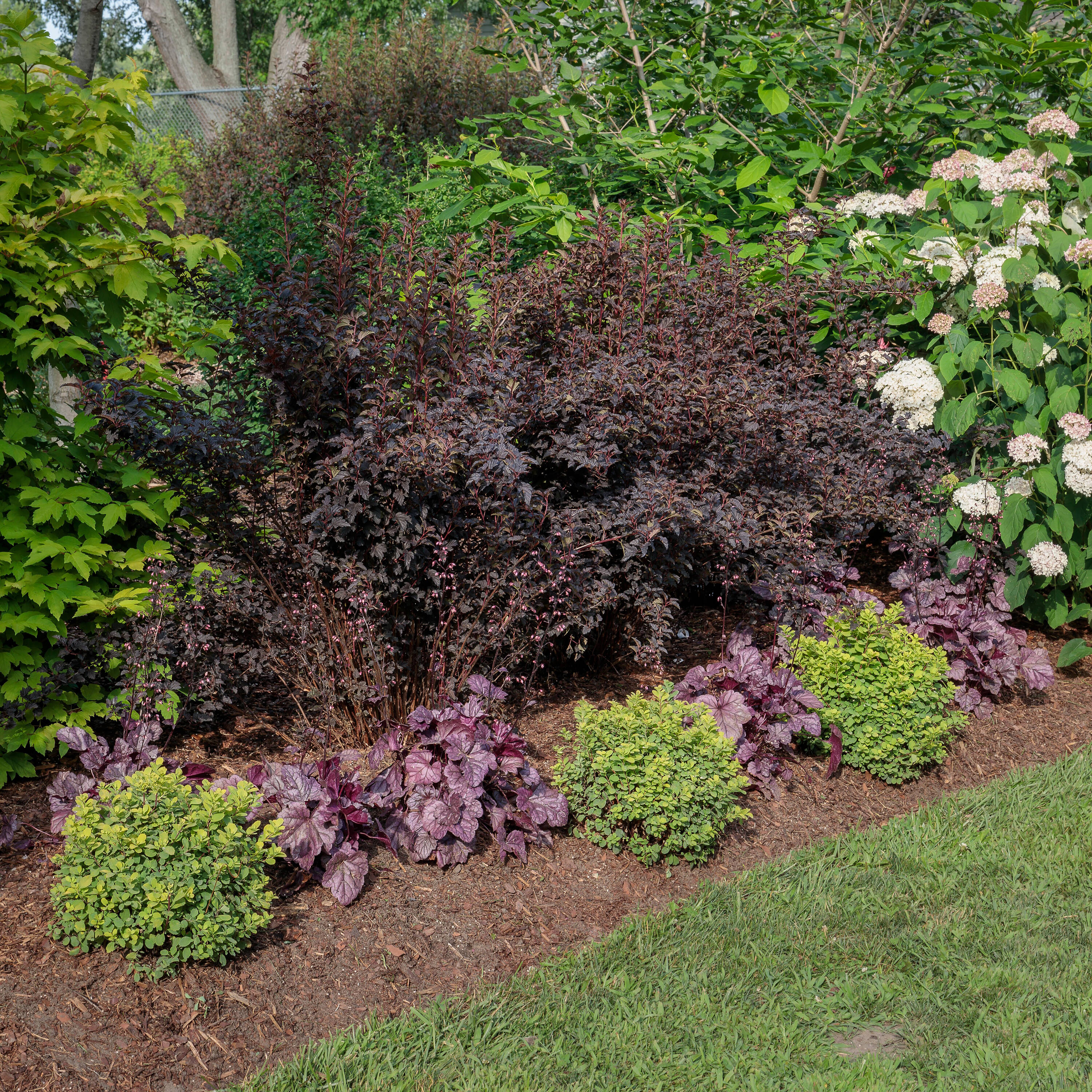Proven Winners HEUPWP2157800 perennials - View #3