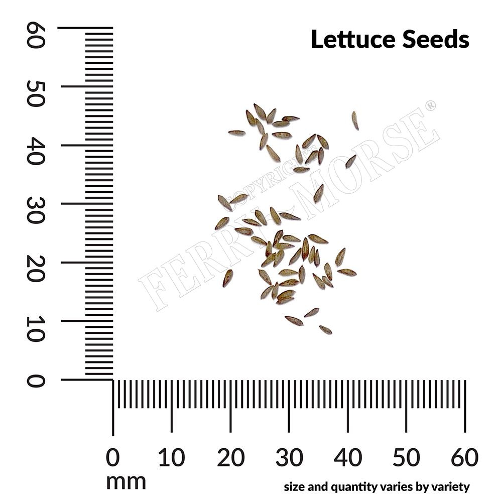 Ferry-Morse LC25.7396 Vegetable-Herb-Seeds - View #4
