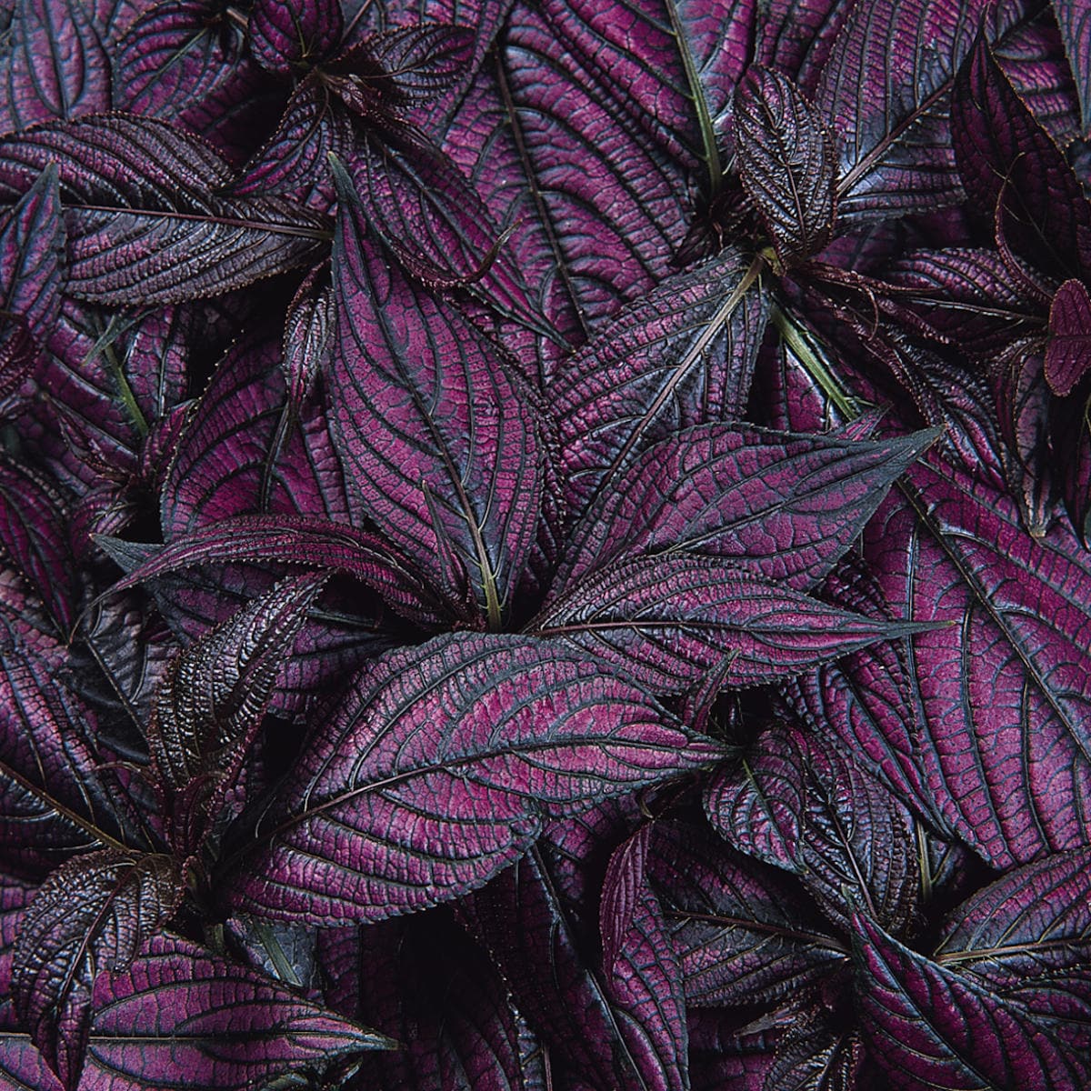 National Plant Network LW1140 annuals - View #3
