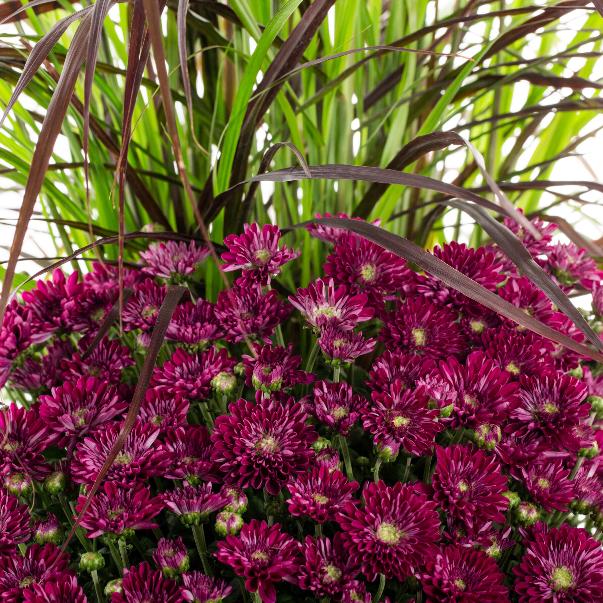 Lowe's 752032 annuals - View #2