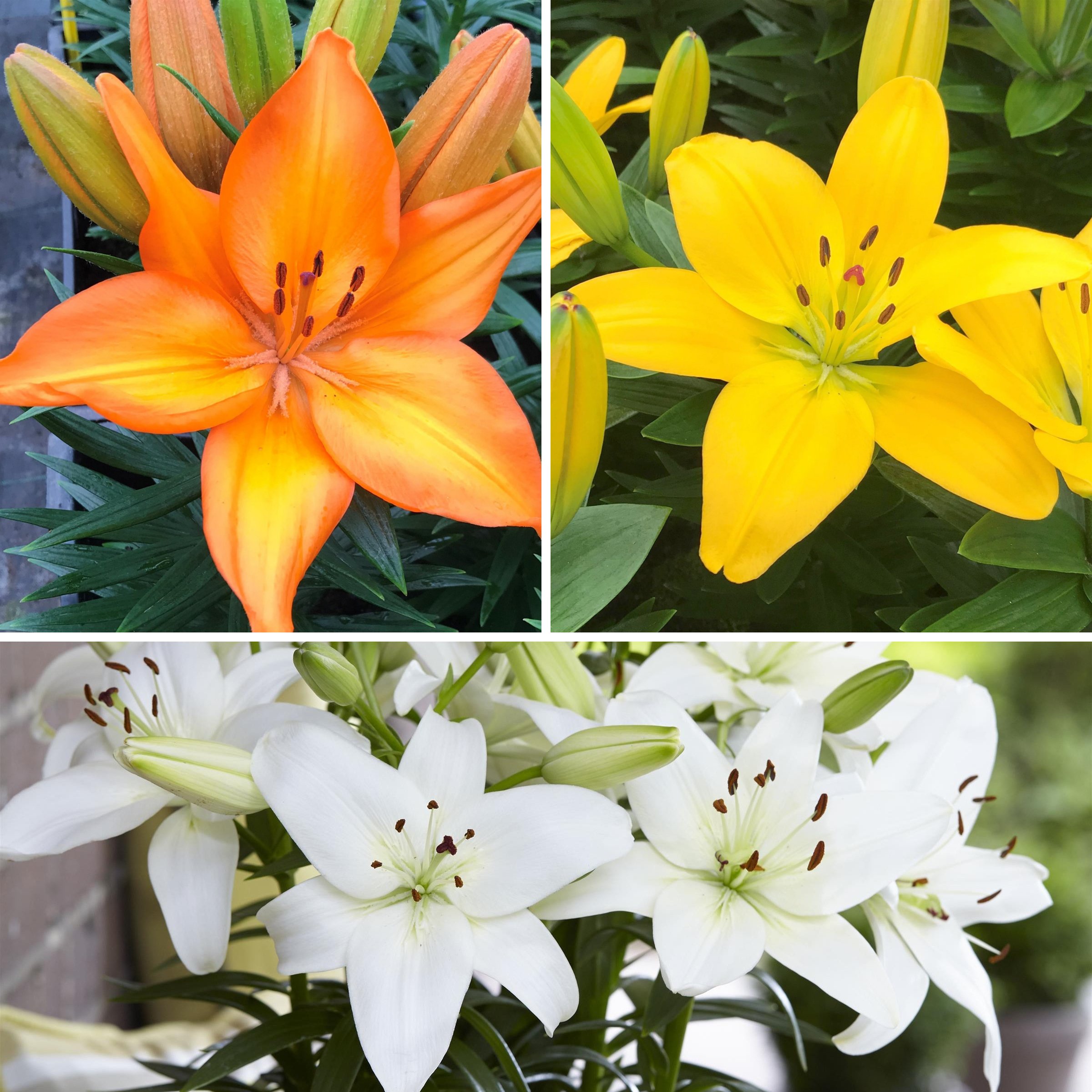 National Plant Network LW2603 Multicolor Charlotte's Joy, Lava Joy and Sparkling Joy Plant in 3 -in Bareroot 3 -Pack