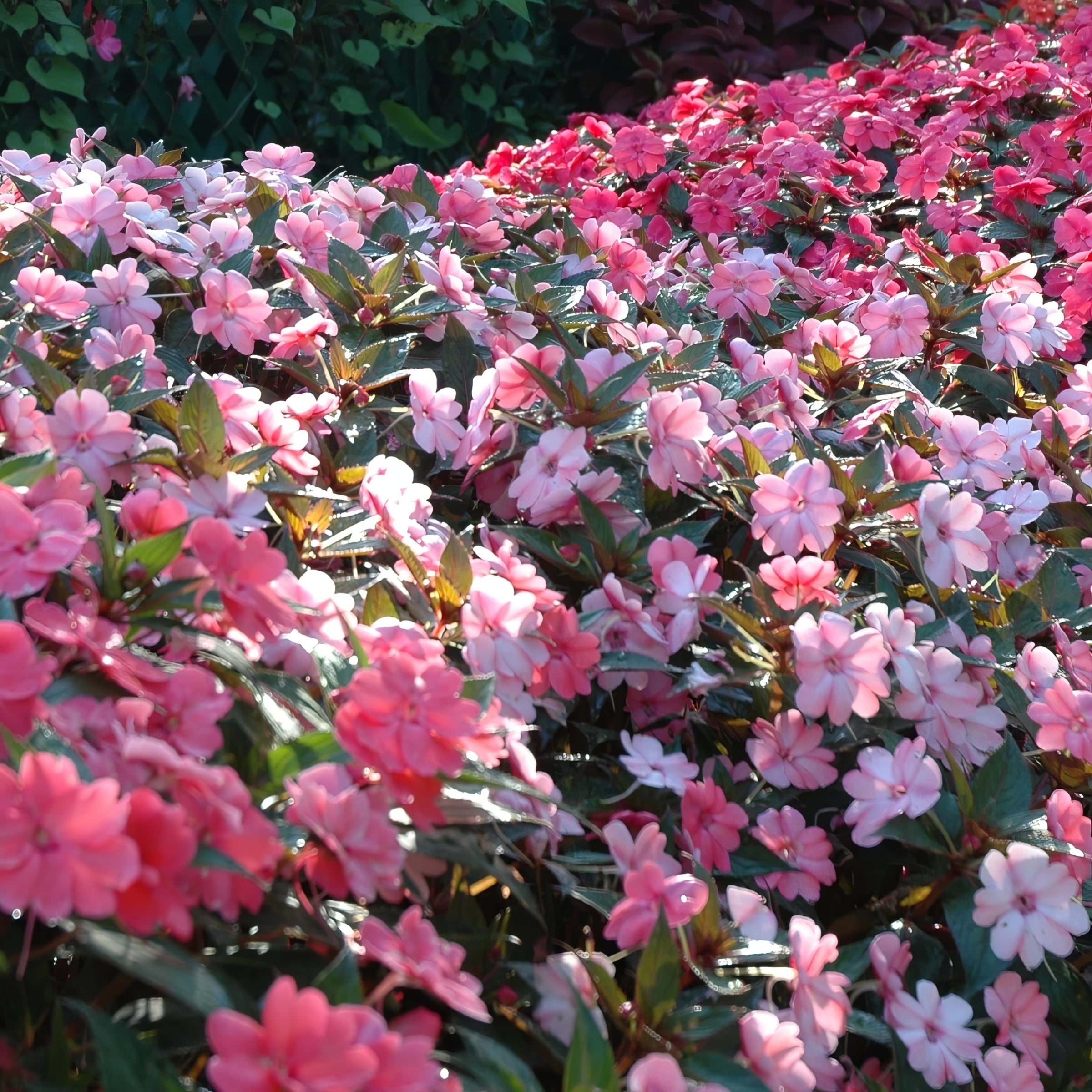 National Plant Network LW1555 annuals - View #2