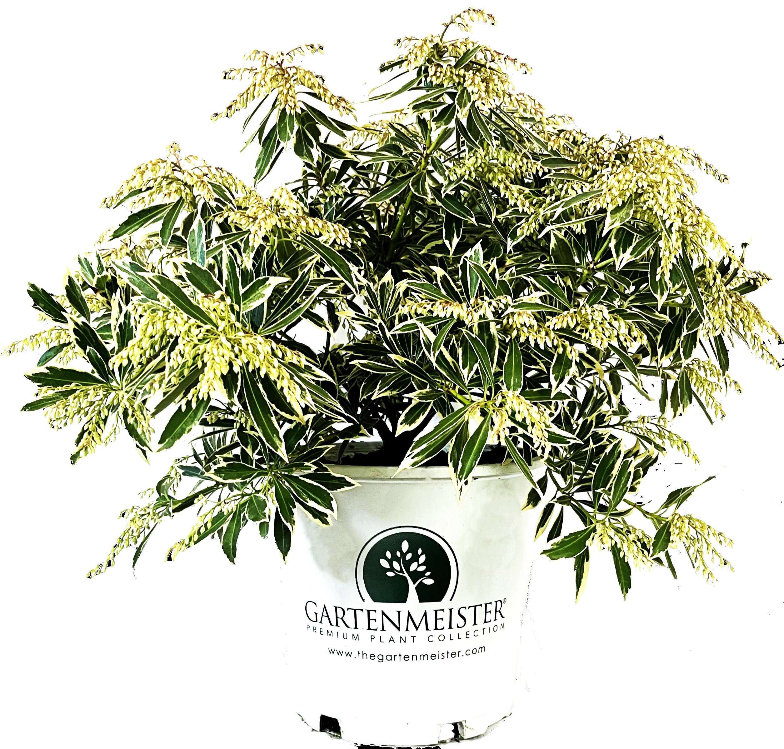  O59002M Flaming Silver Pieris Accent Shrub in 2 -Gallon Pot 1 -Pack with White Blooms