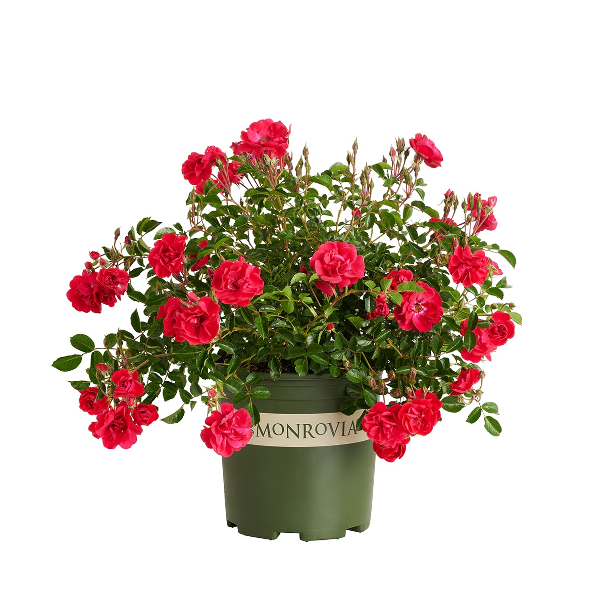 Monrovia Pink Nitty Gritty Rose 1.73 -Gallon 1 -Pack in Pot #KT11242230000200000