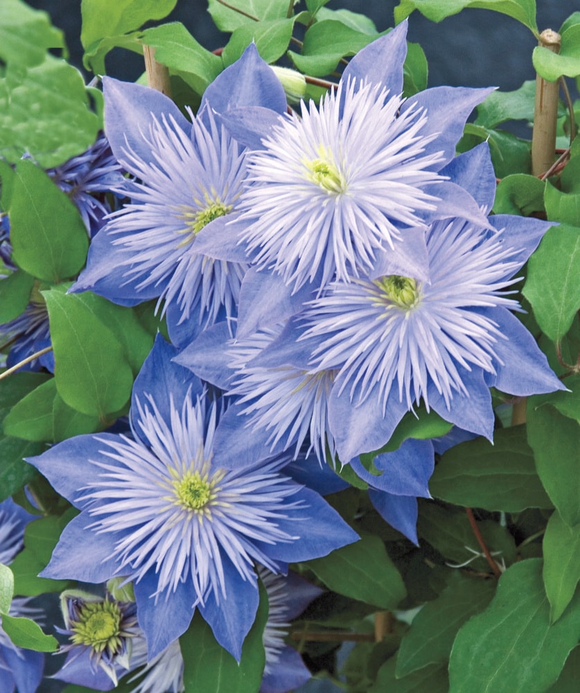Spring Hill Nurseries 64226 perennials - View #3