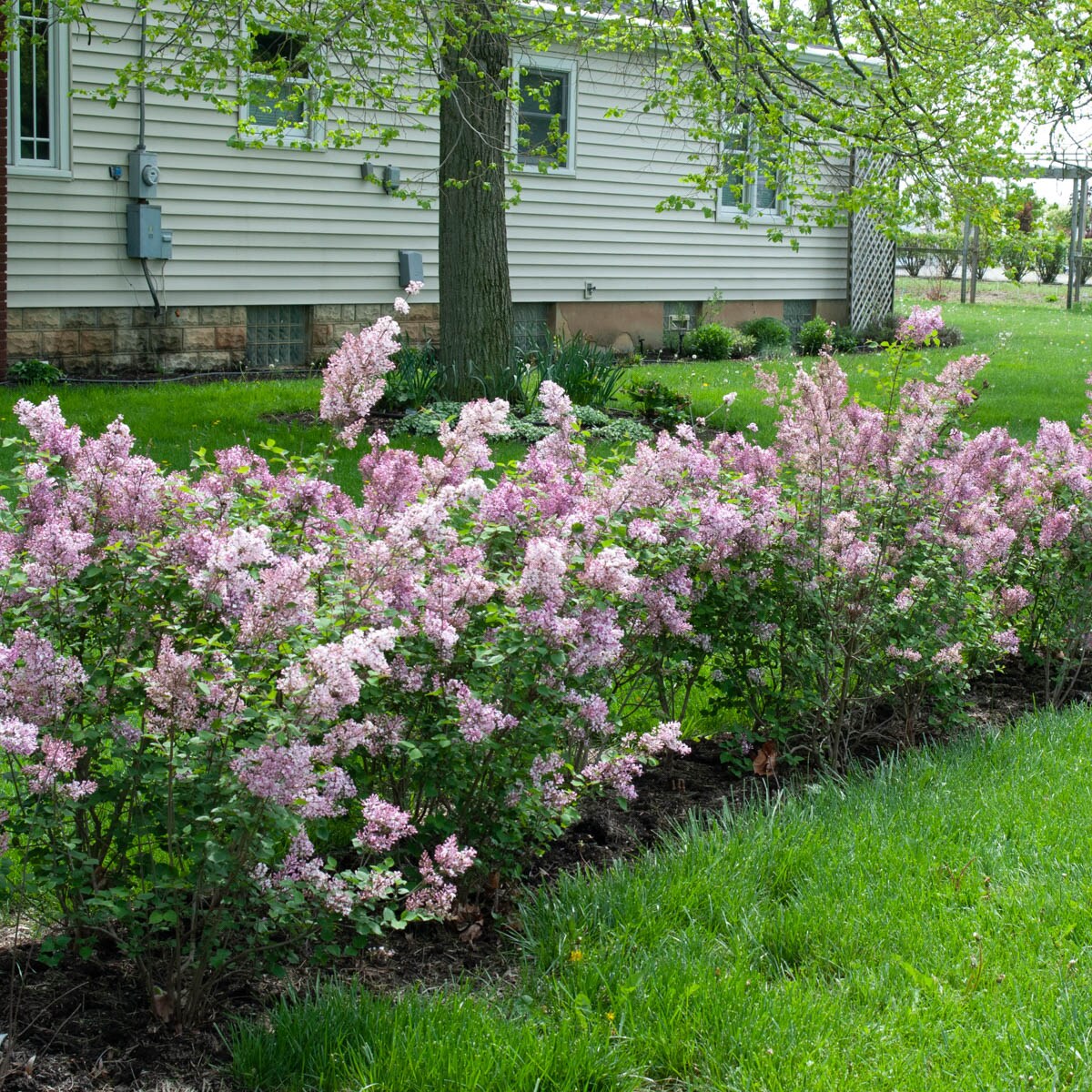 Spring Hill Nurseries Purple Flowering Korean Dwarf Lilac Flowering