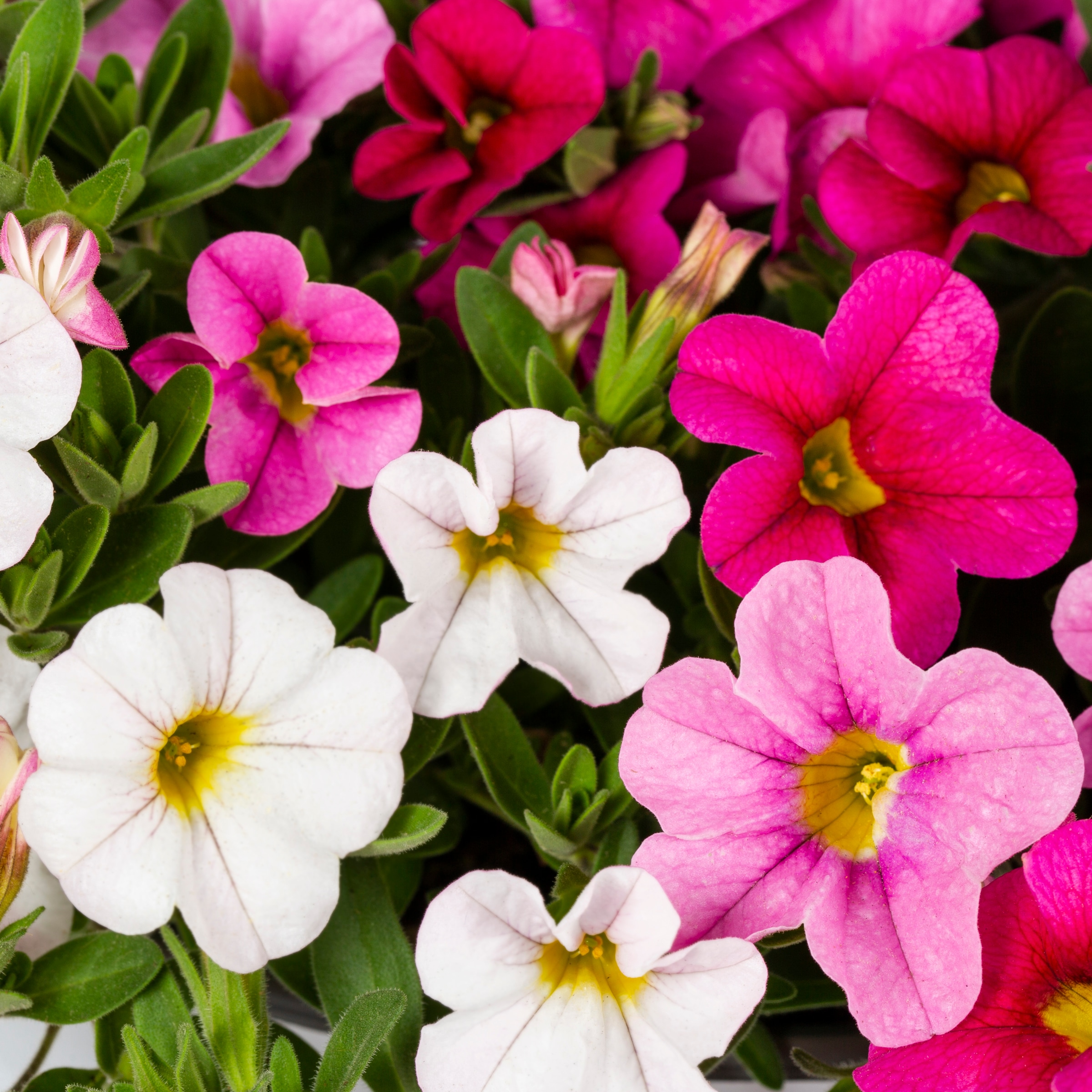 Lowe's 1552699 annuals - View #2