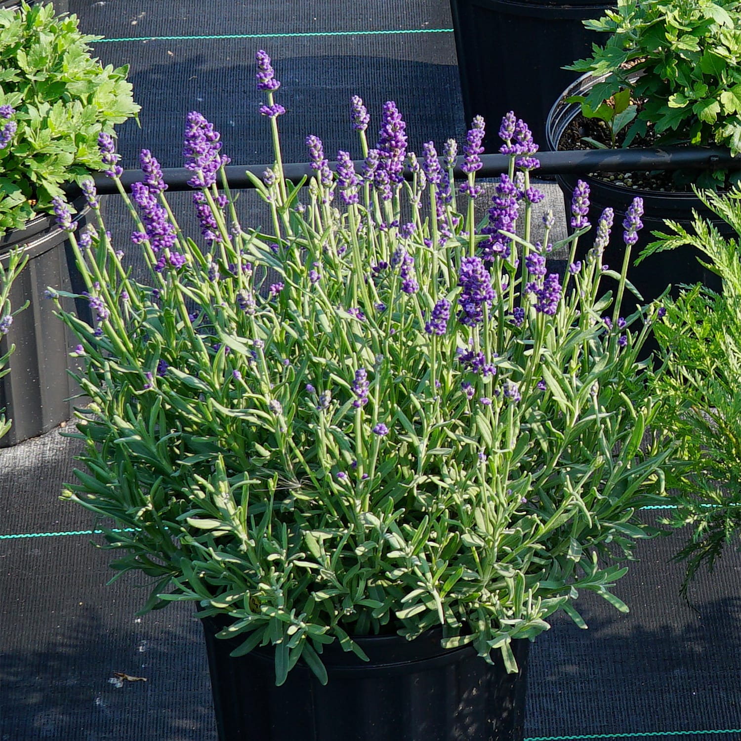 Spring Hill Nurseries 83434 perennials - View #2
