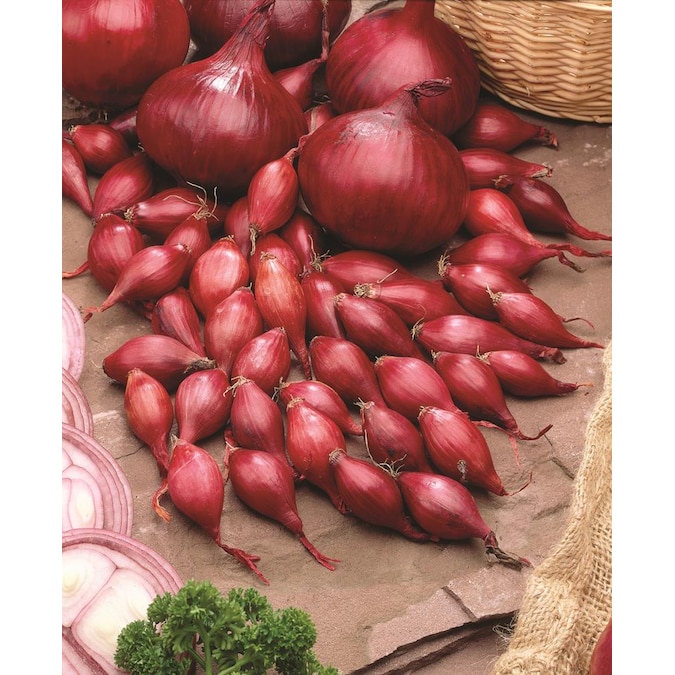 Red Onion Sets OrganicRed Baron Onion Bulbs  8 oz Non-GMO