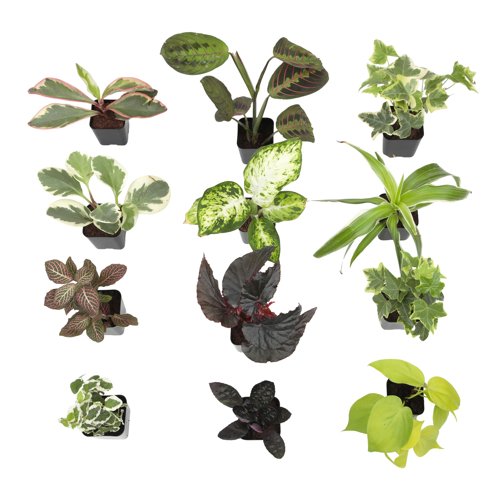 Altman Plants 0881361 hseplants - View #7