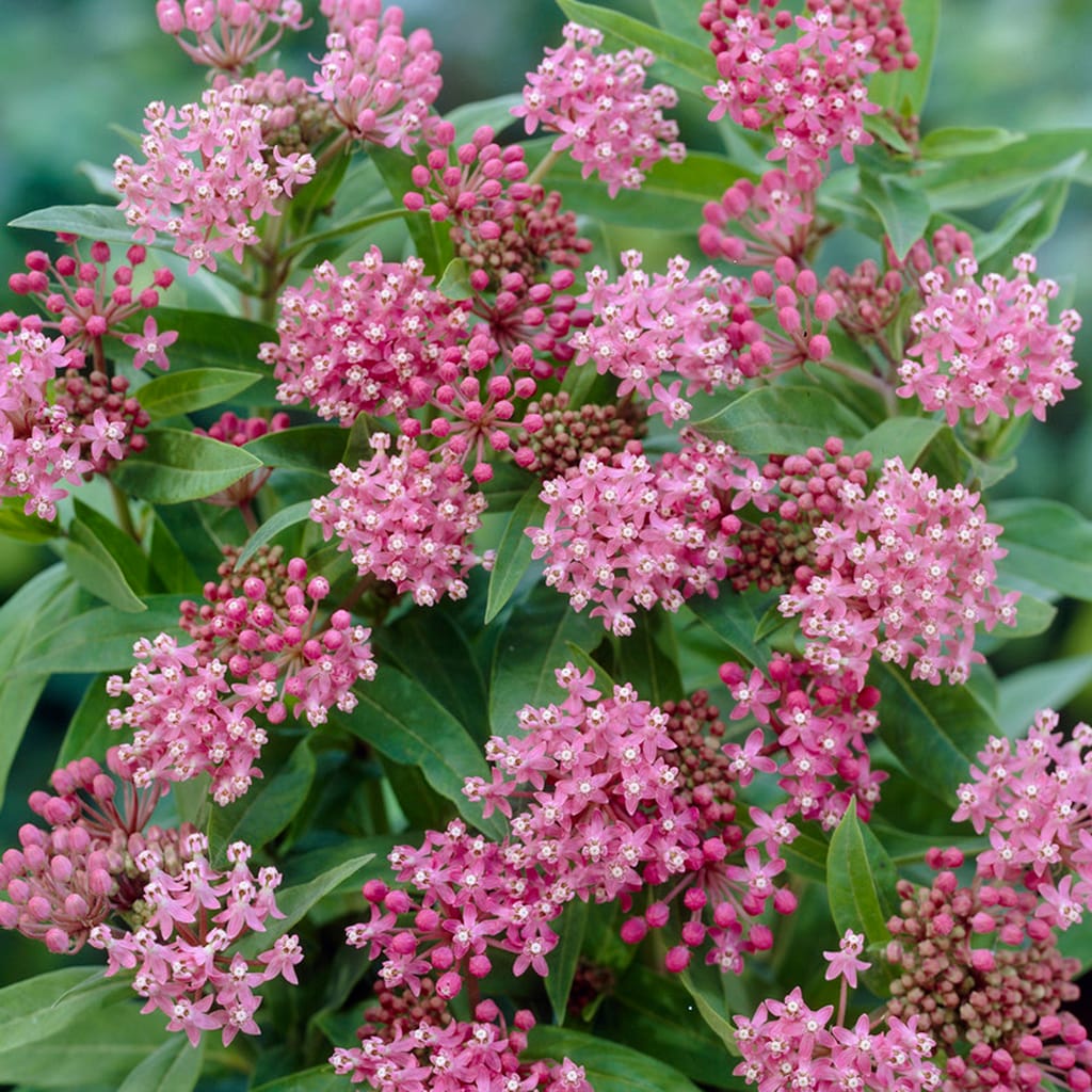 Van Zyverden Pink Asclepias Cinderella Support The Monarchs Bulbs ...