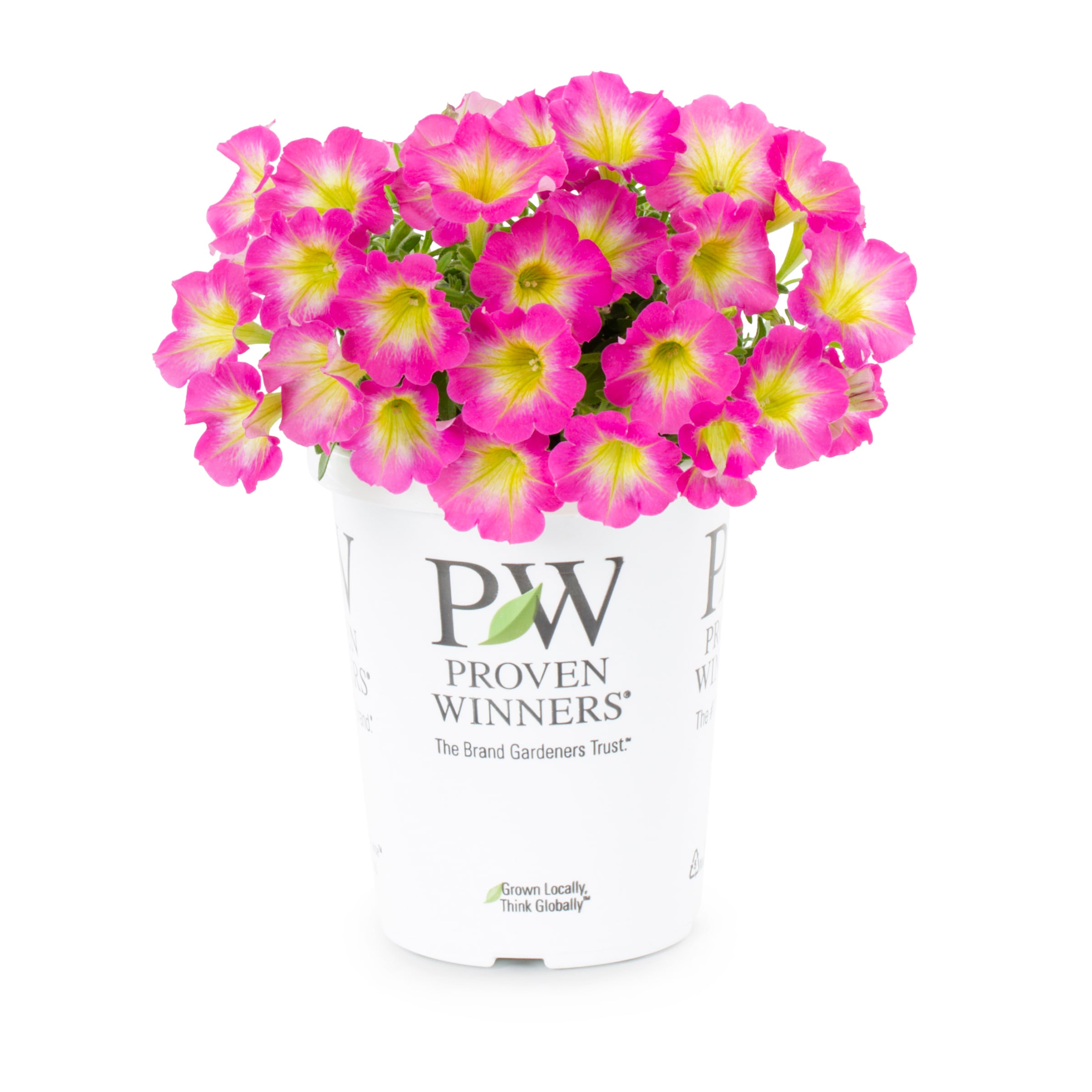 Proven Winners 4792 annuals - View #4