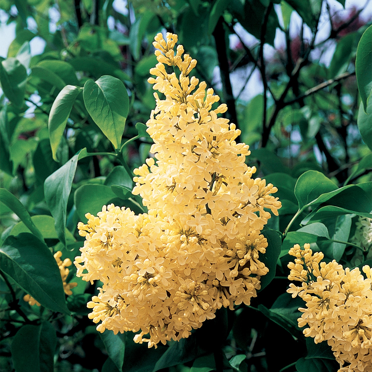 Spring Hill Nurseries Primrose Lilac Yellow Flowering Shrub in 1 Pack(s) Bare Root