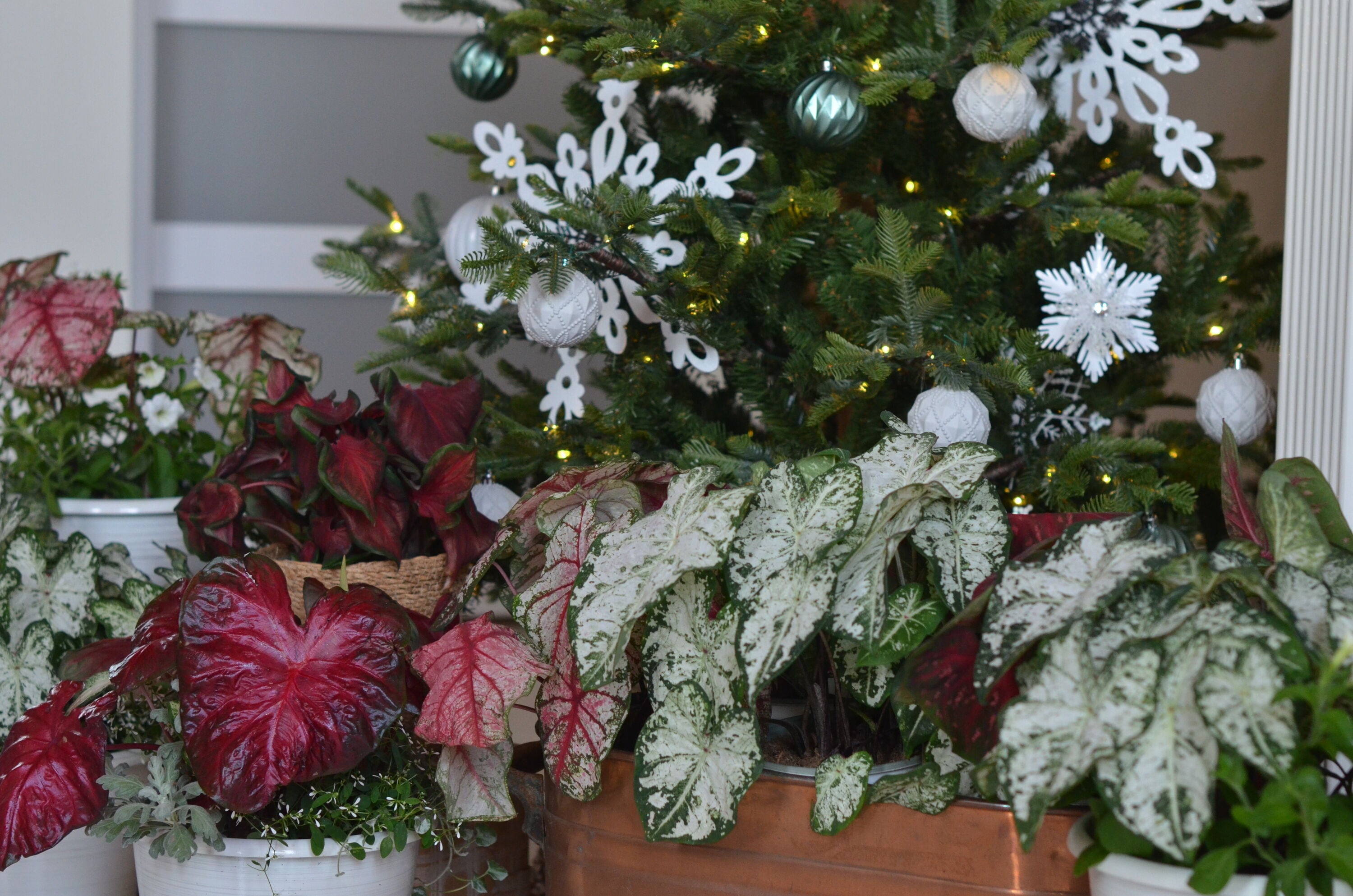 Proven Winners CLDPRW1327100 Fresh-Cut-Christmas-Decorations - View #4
