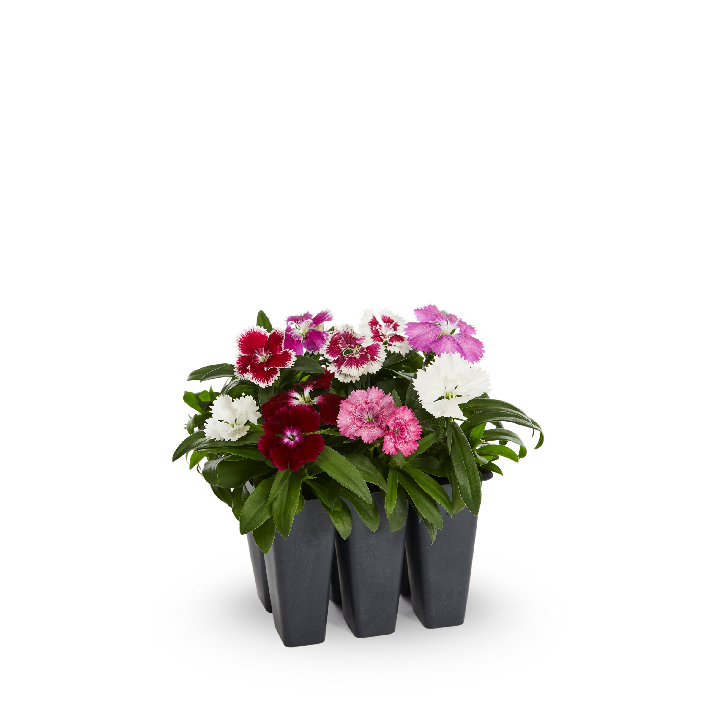 Lowe's NURSERY annuals - View #3