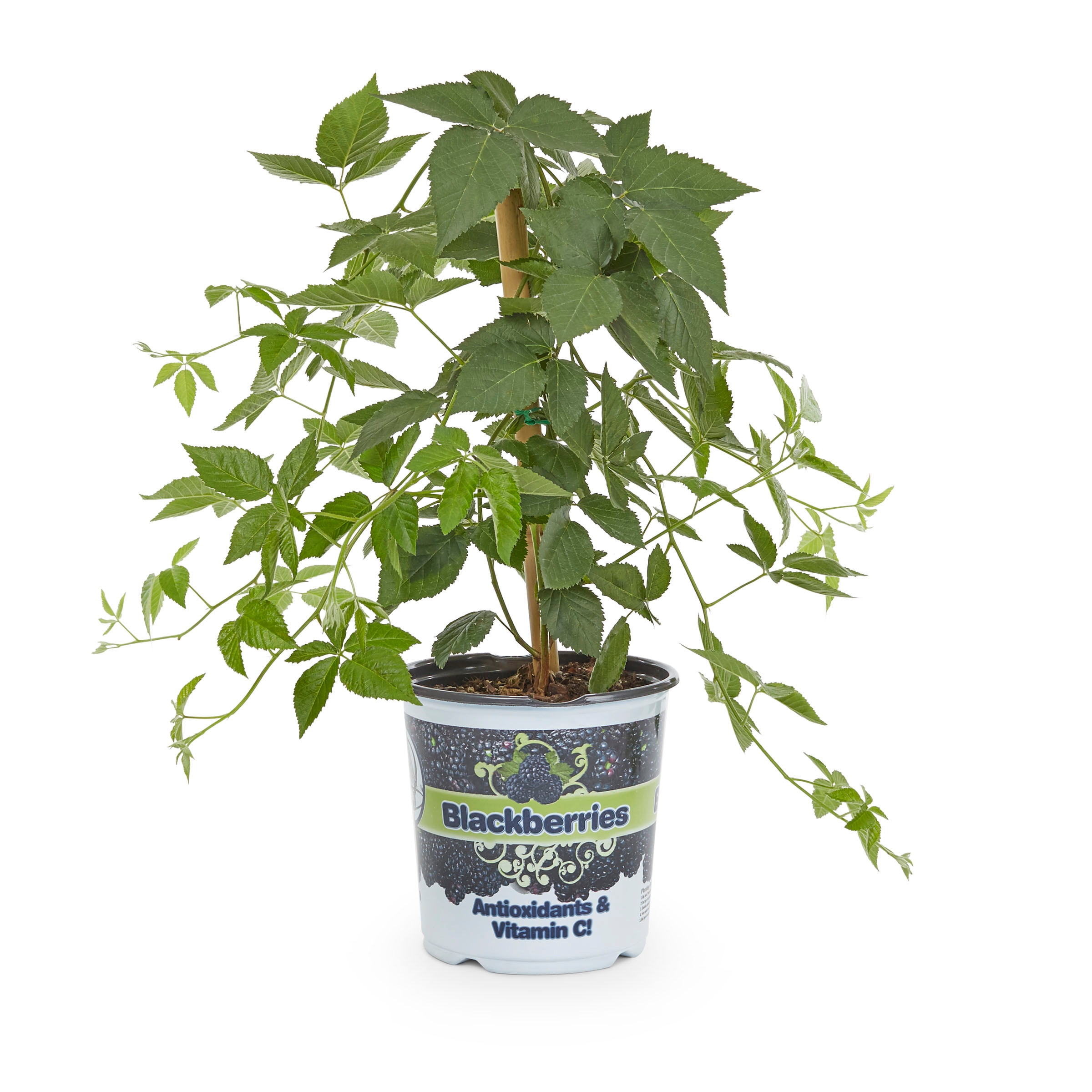 Lowe's NURSERY Purple Blackberry Plant Feature Shrub in 1-Gallon Pot