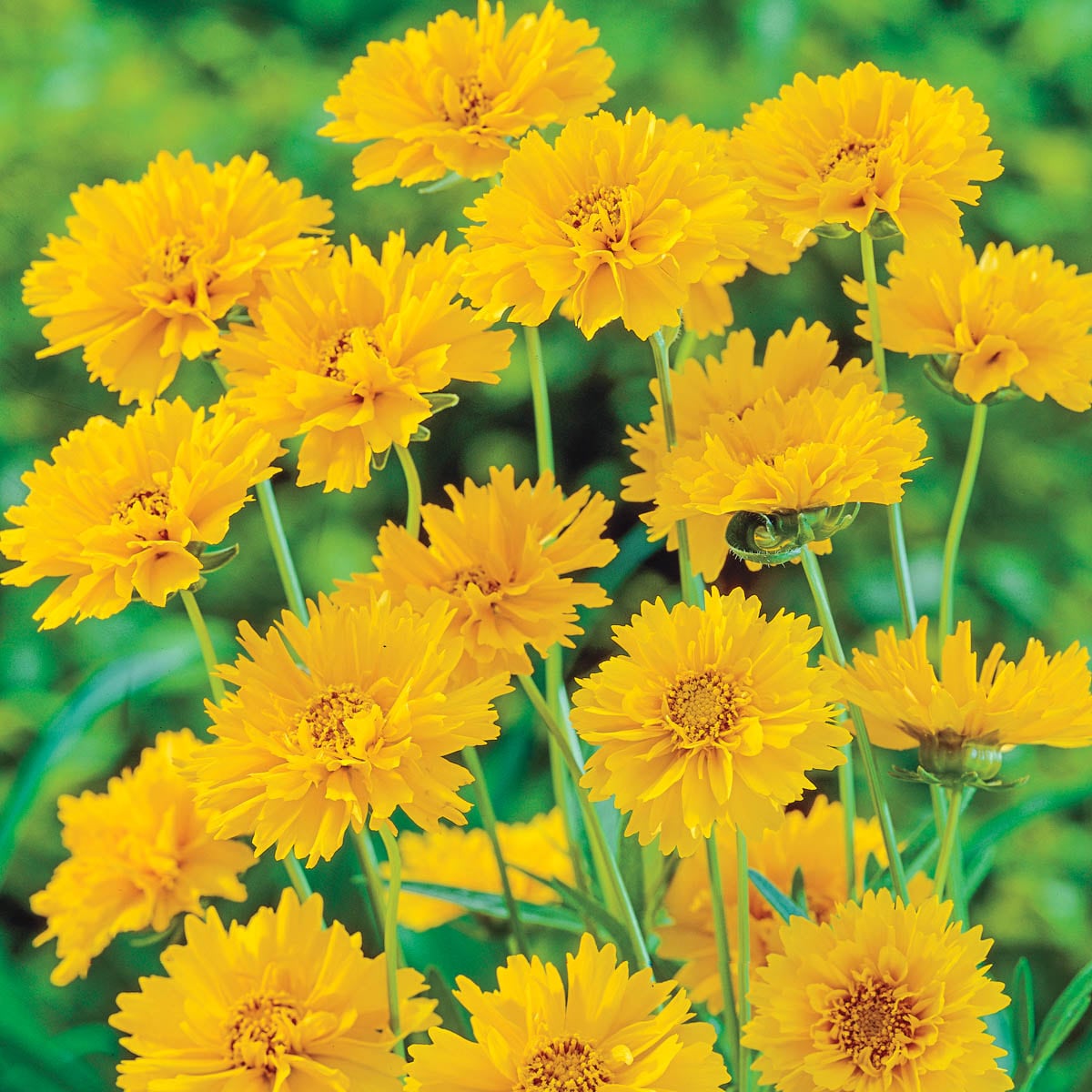 Spring Hill Nurseries 90150 Yellow Early Sunrise Coreopsis Dormant Bare Root Perennial Plant in 1 -Pack Bareroot