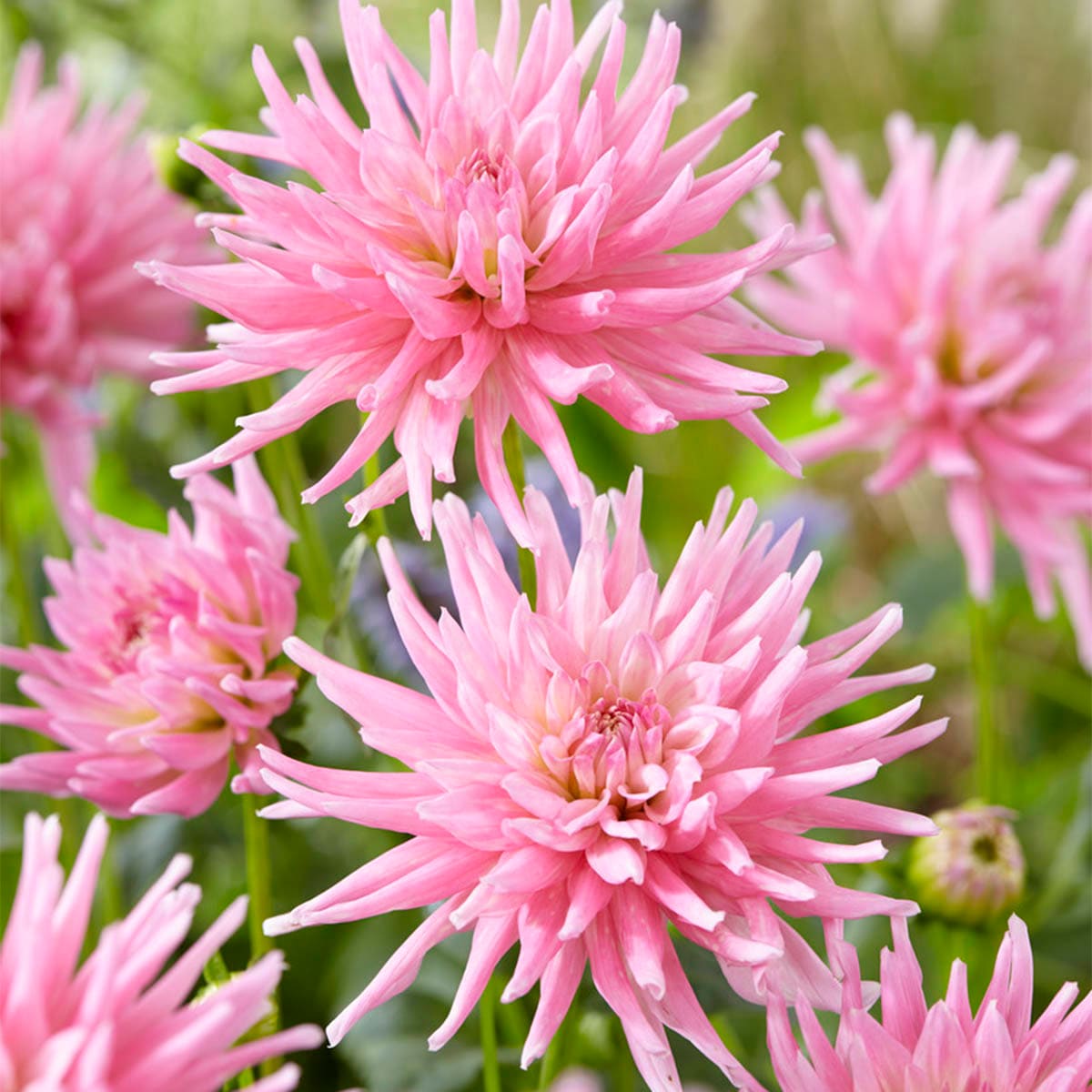 Van Zyverden 830911 Pink Dahlias Mother's Day Pink Bulbs 7.0 Count