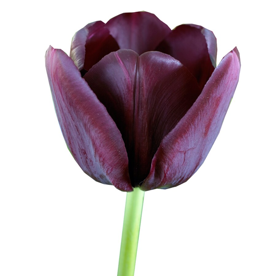 Tulipa Queen of the Night x40 - Tulipán Negro - Bulbos de flores