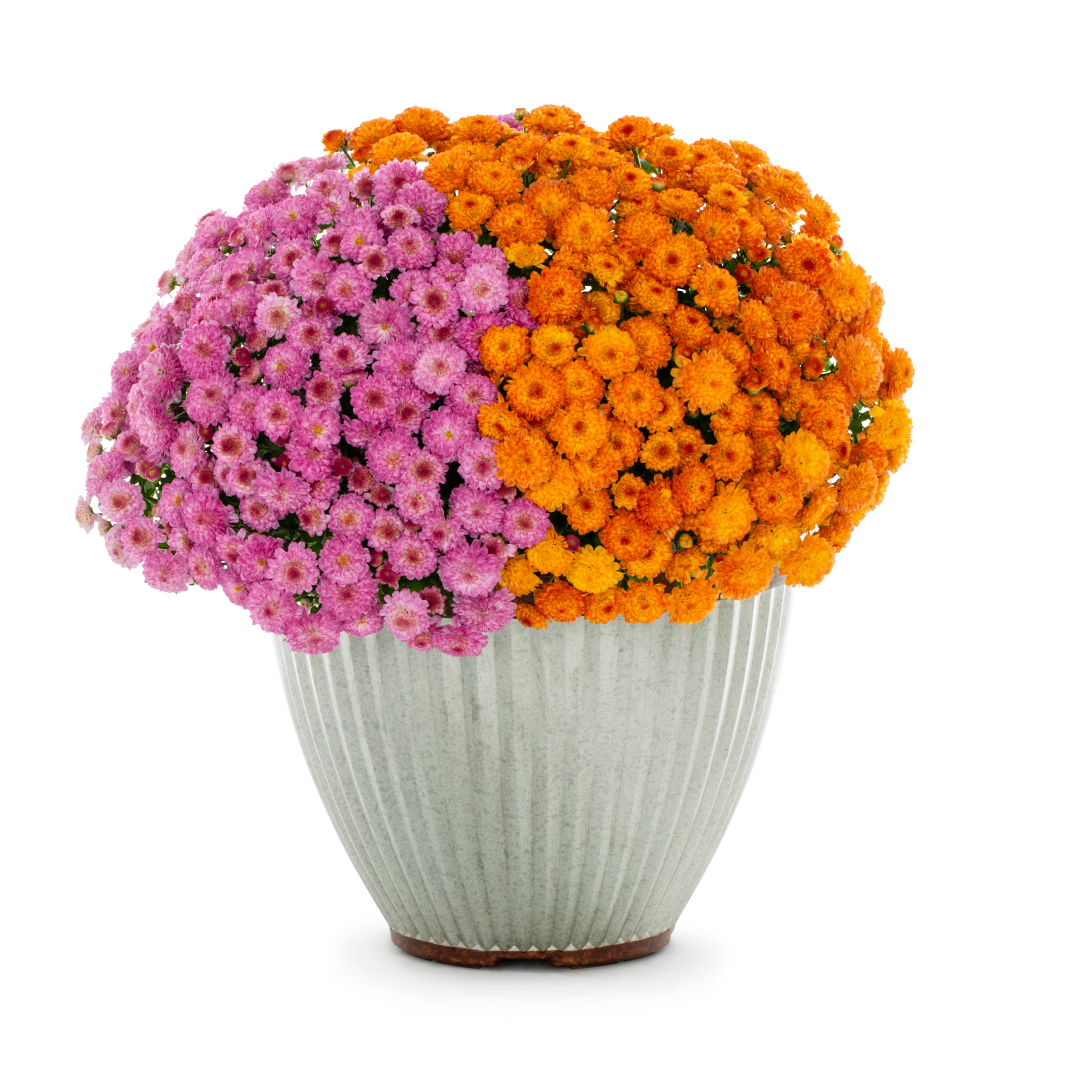 Lowe's 5336042 Multicolor Mum in 2.5-Gallon Planter