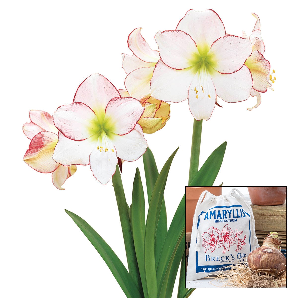 Breck's 79519 Plant-Bulbs - View #2