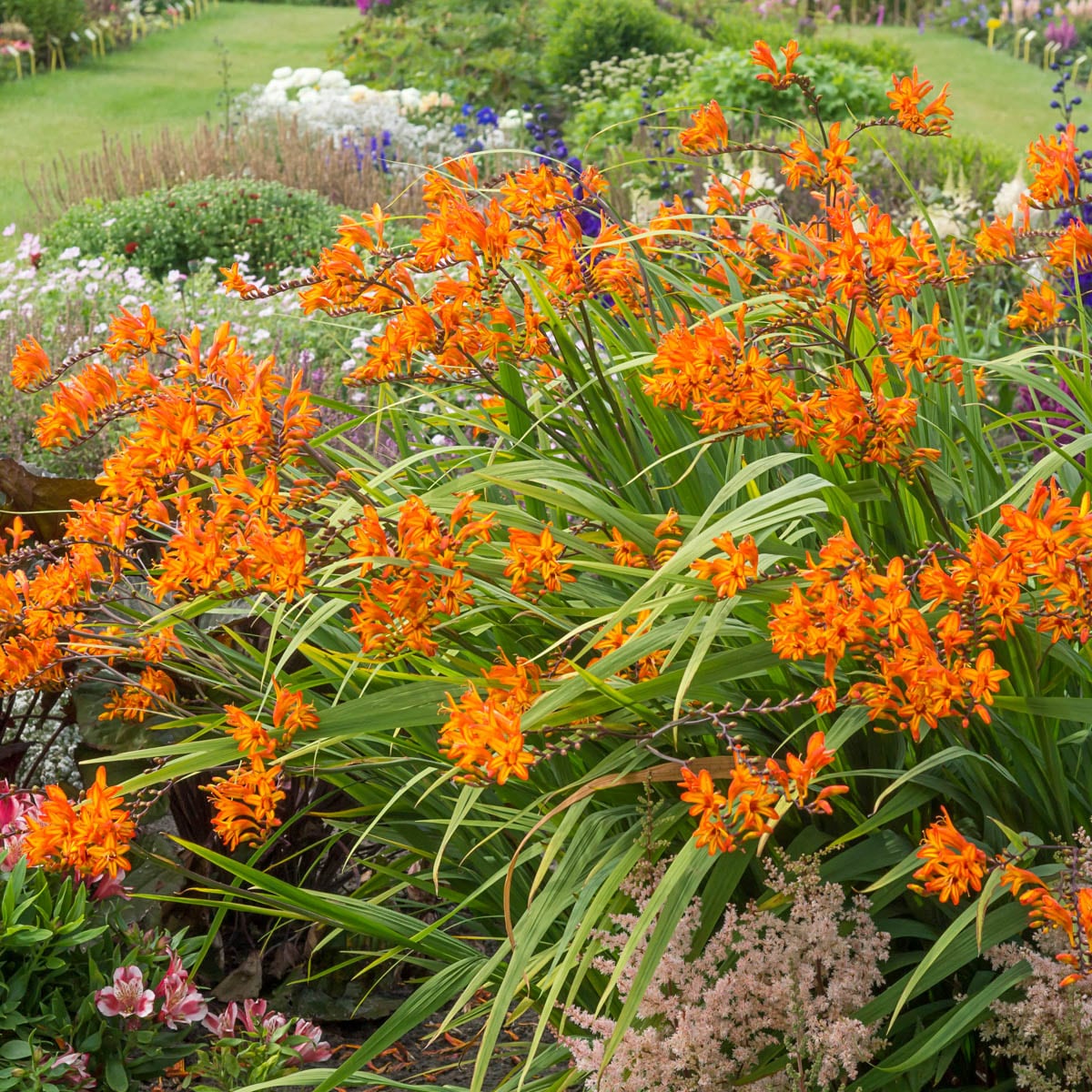 Breck's 90300 Plant-Bulbs - View #3