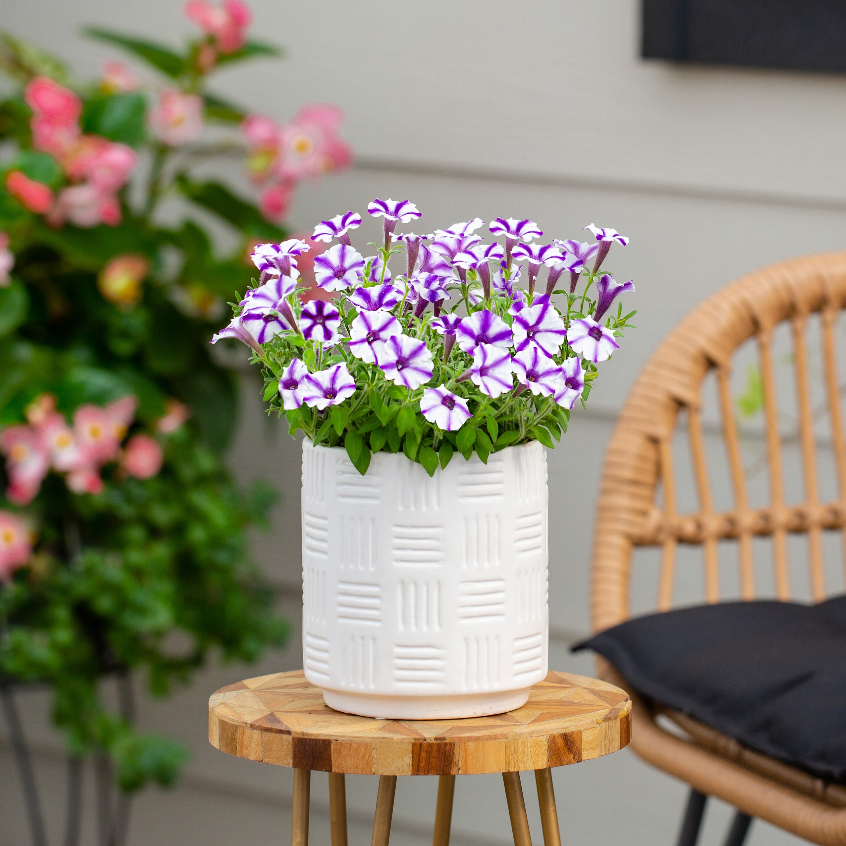 Proven Winners 4793 annuals - View #4