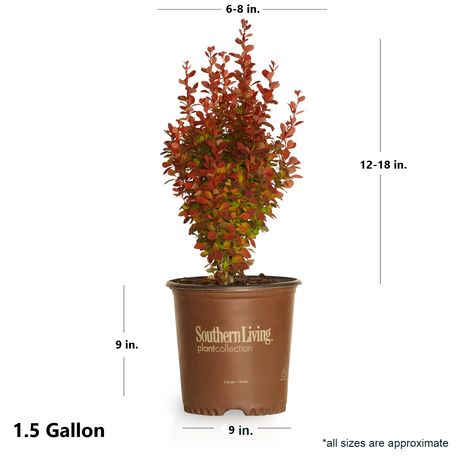 Southern Living Plant Collection 04332-1 shrubs - View #10