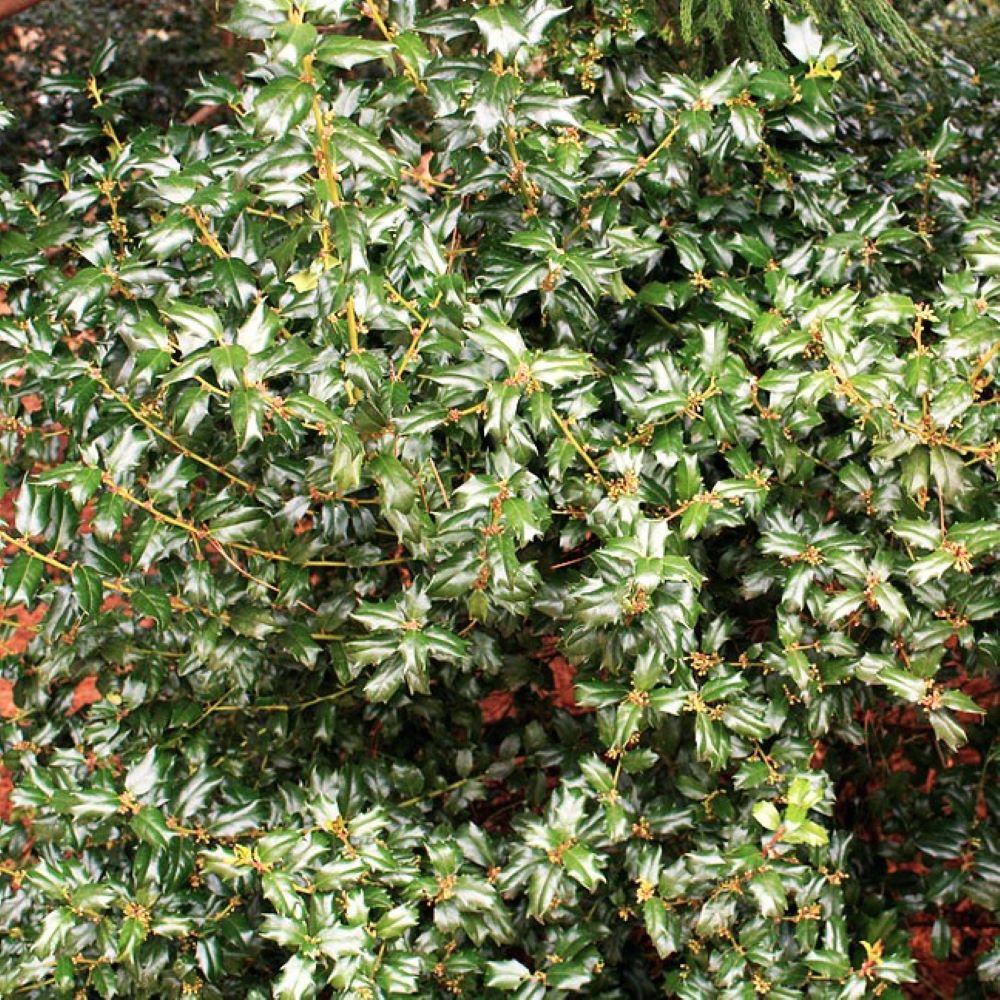 O476003 shrubs - View #2