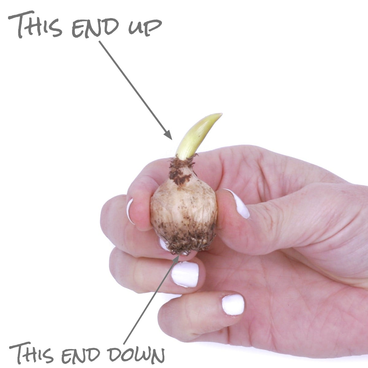 Van Zyverden 21534 Plant-Bulbs - View #6