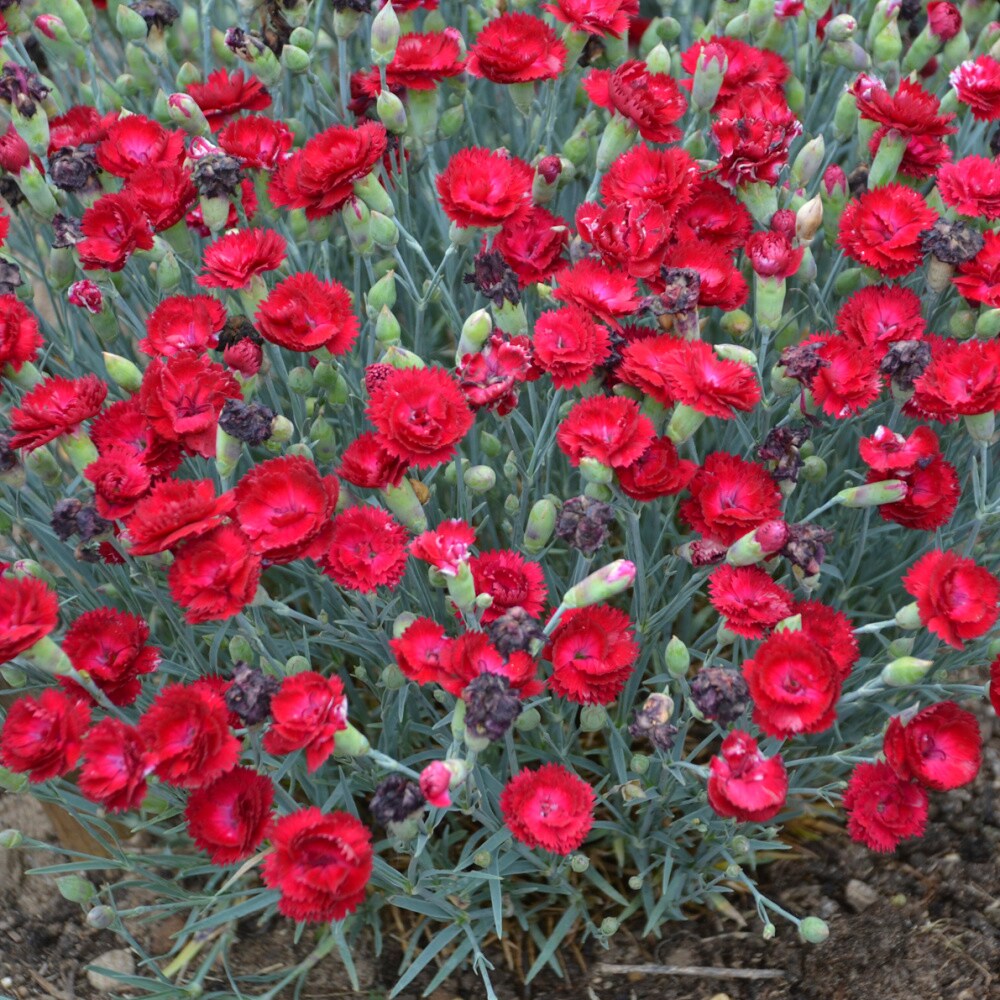 Spring Hill Nurseries 80580 perennials - View #2