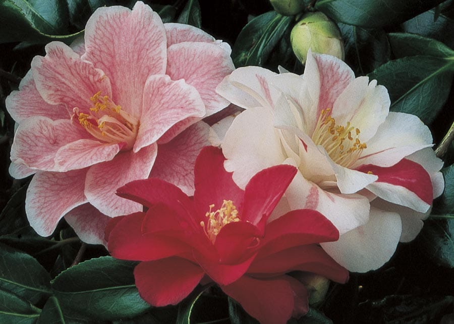 Lowe's NURSERY Mixed Sasanqua Camellia Flowering Shrub in In pot (with soil)
