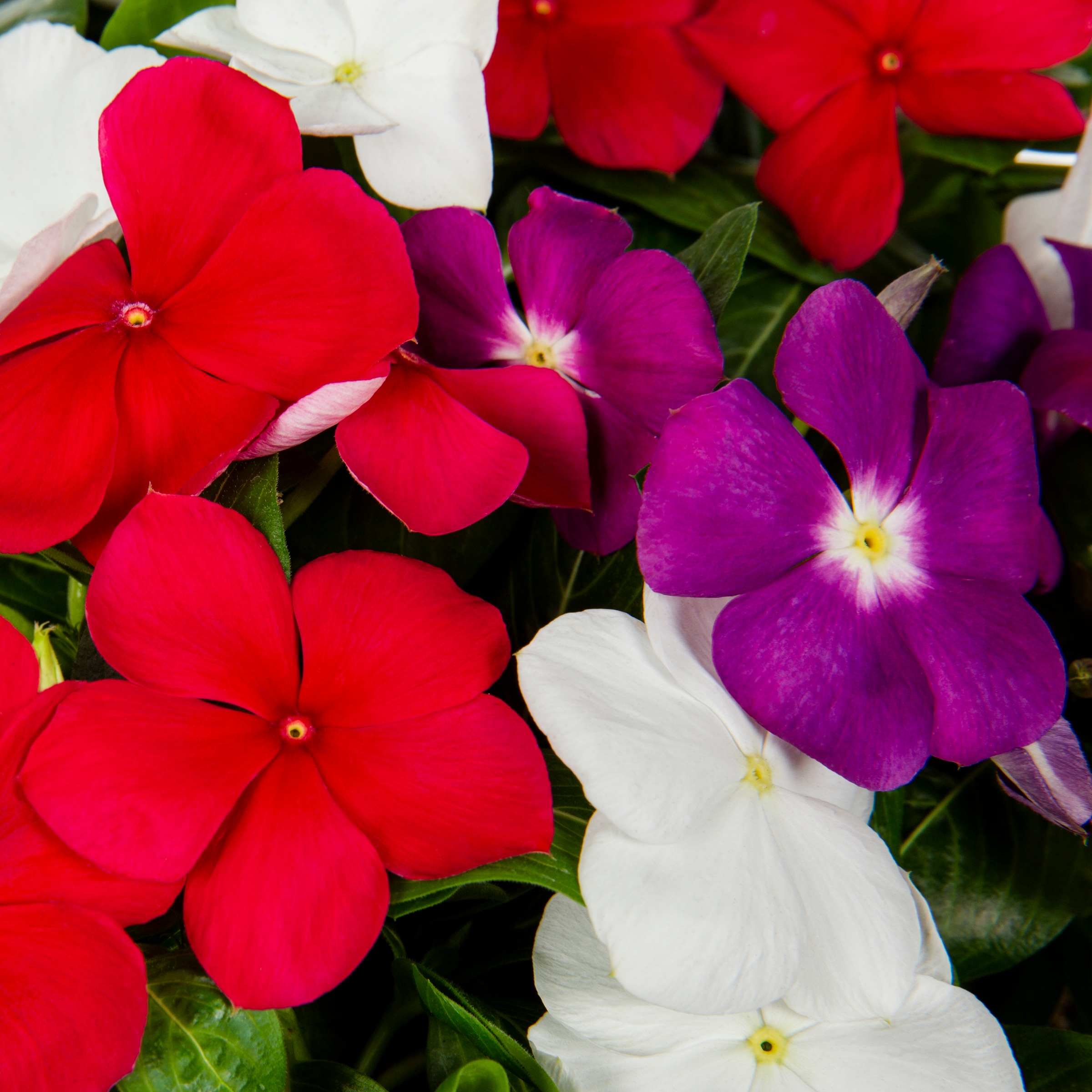 Lowe's NURSERY annuals - View #2