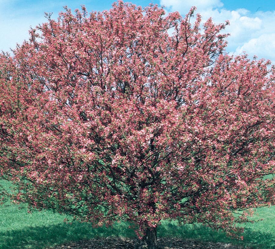  NURSERY 5.98-Gallon Pink Flowering Tree Coralburst Crabapple In Pot (With Soil)