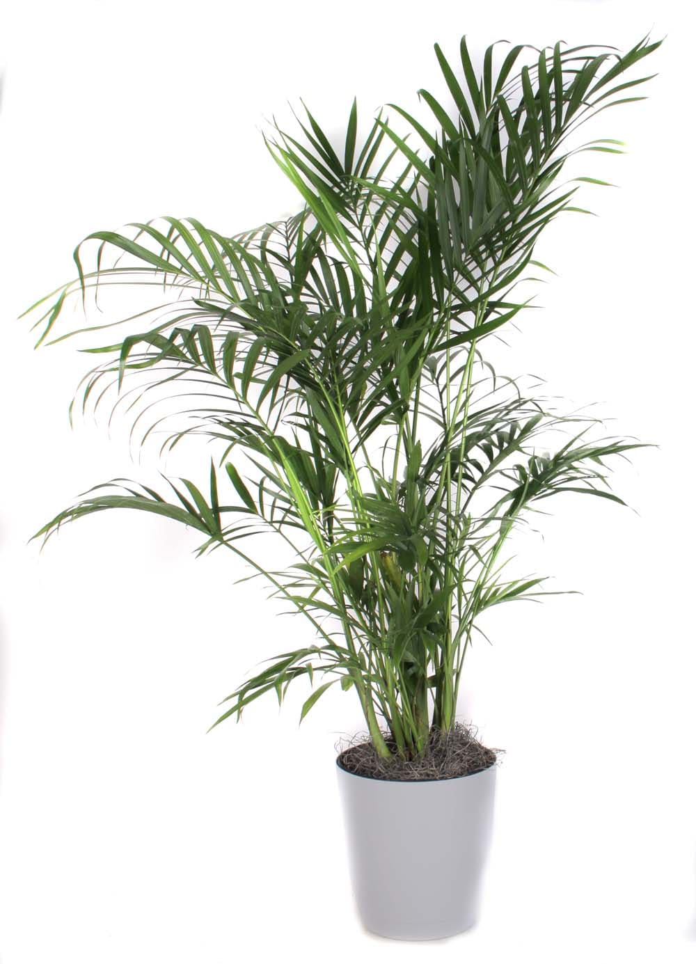 Cat Palm House Plant at Lowes.com