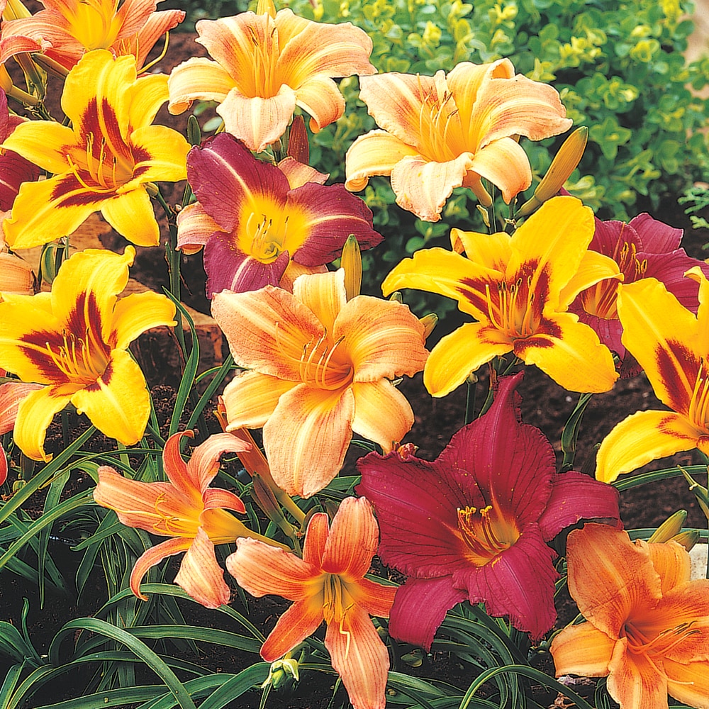 Spring Hill Nurseries Multicolor Grower's Choice Daylily Perennial Plant  Mixture in 7-Pack Bareroot