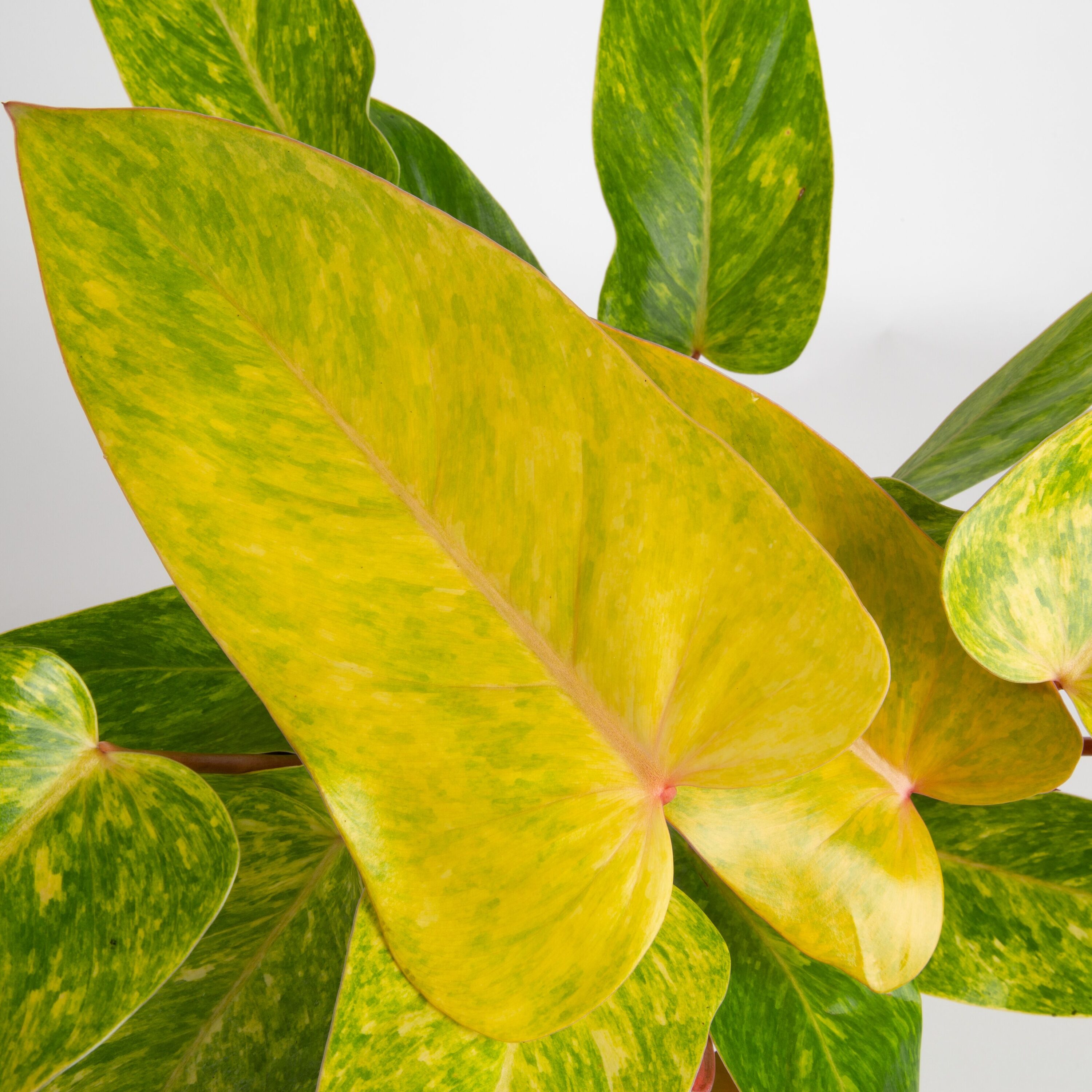Costa Farms M-PLY-S-MWG-01-LW hseplants - View #3