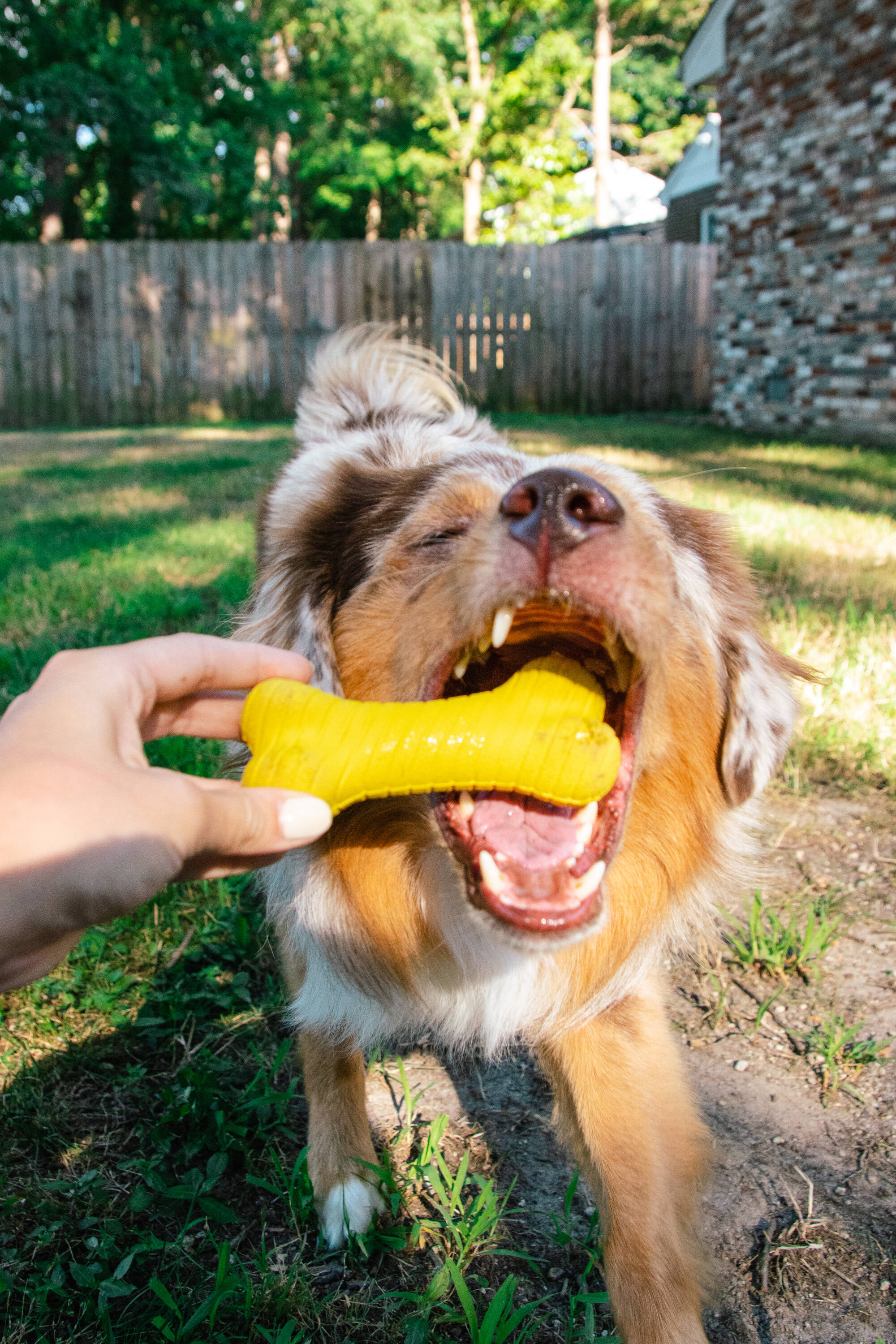 BARK Super Chewer Deep Roots Carrot Rubber Dog Toy - BPA-Free