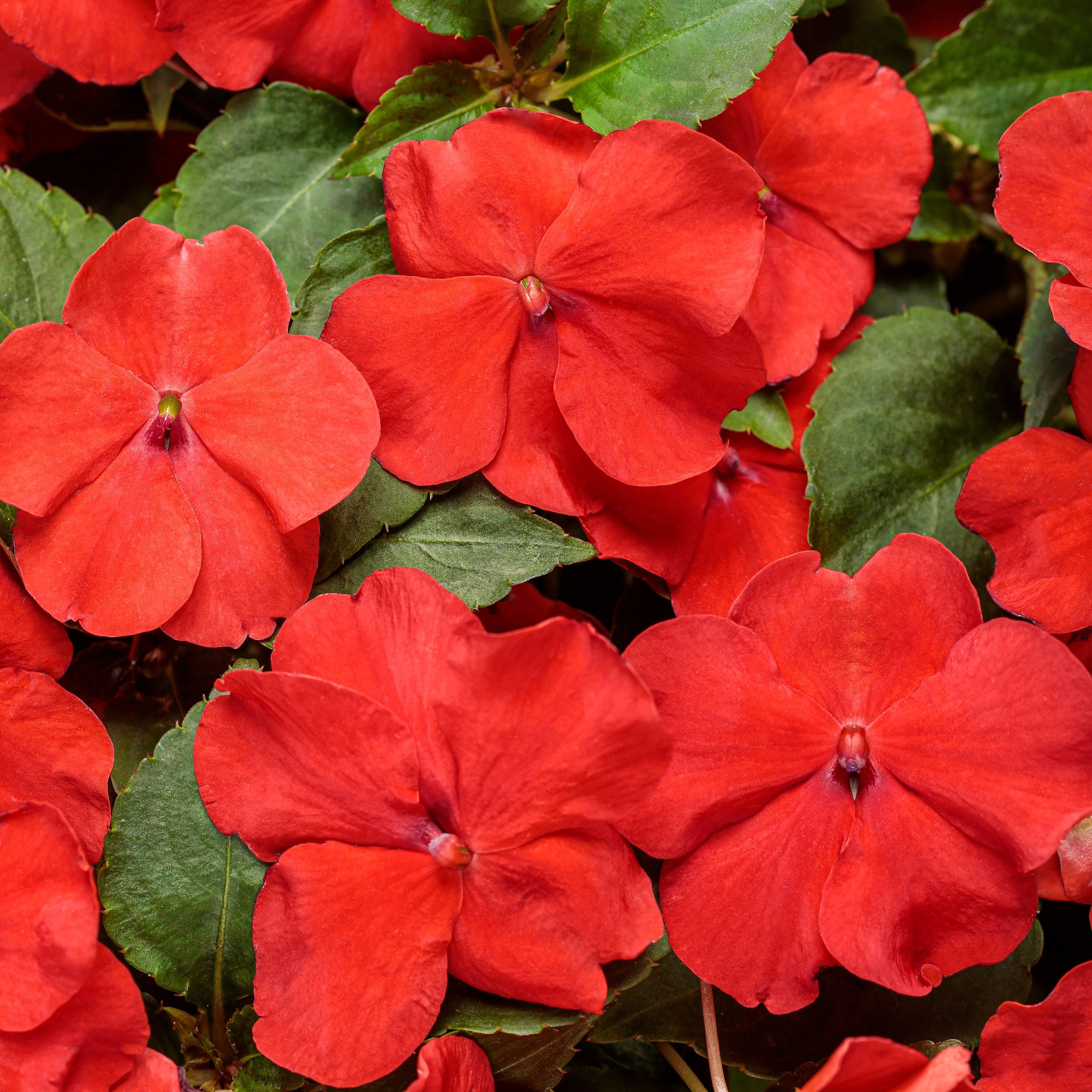 Proven Winners IMPPRW1327504 Red Soprano Bright Red Bedding Impatiens in 4.25-in Pot