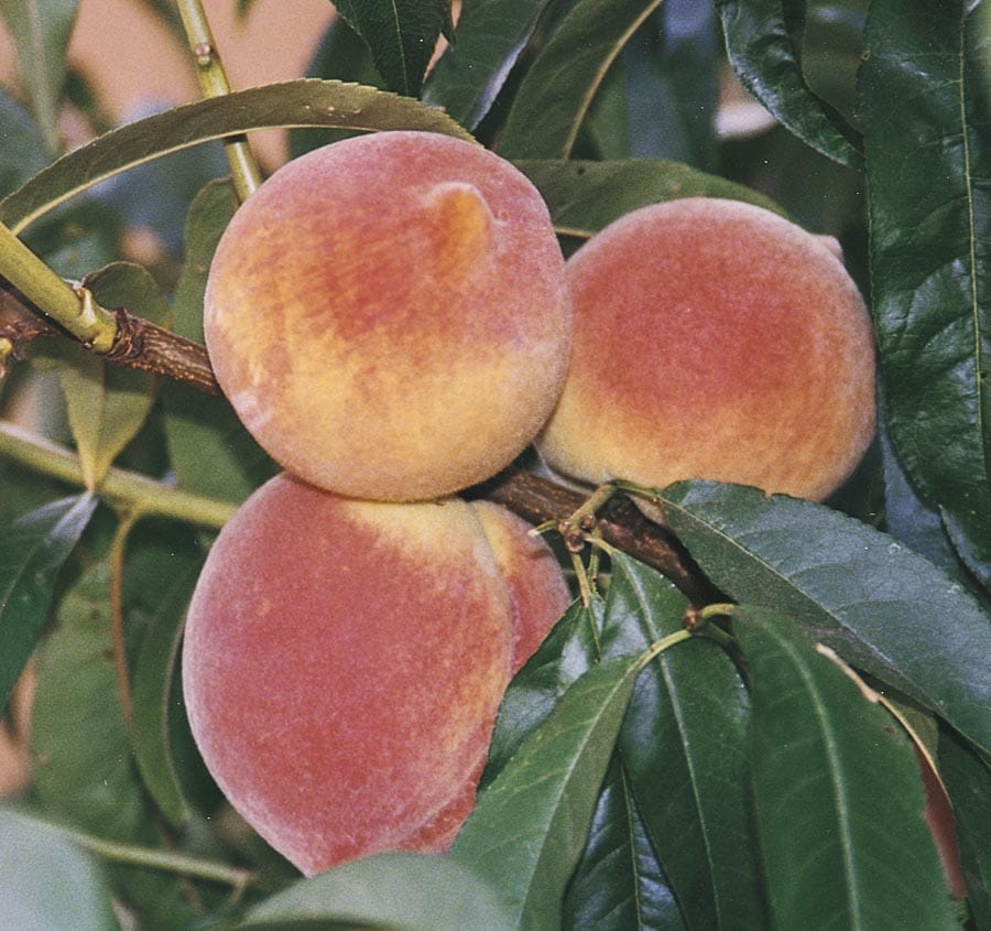 Lowe's NURSERY Peach Plant