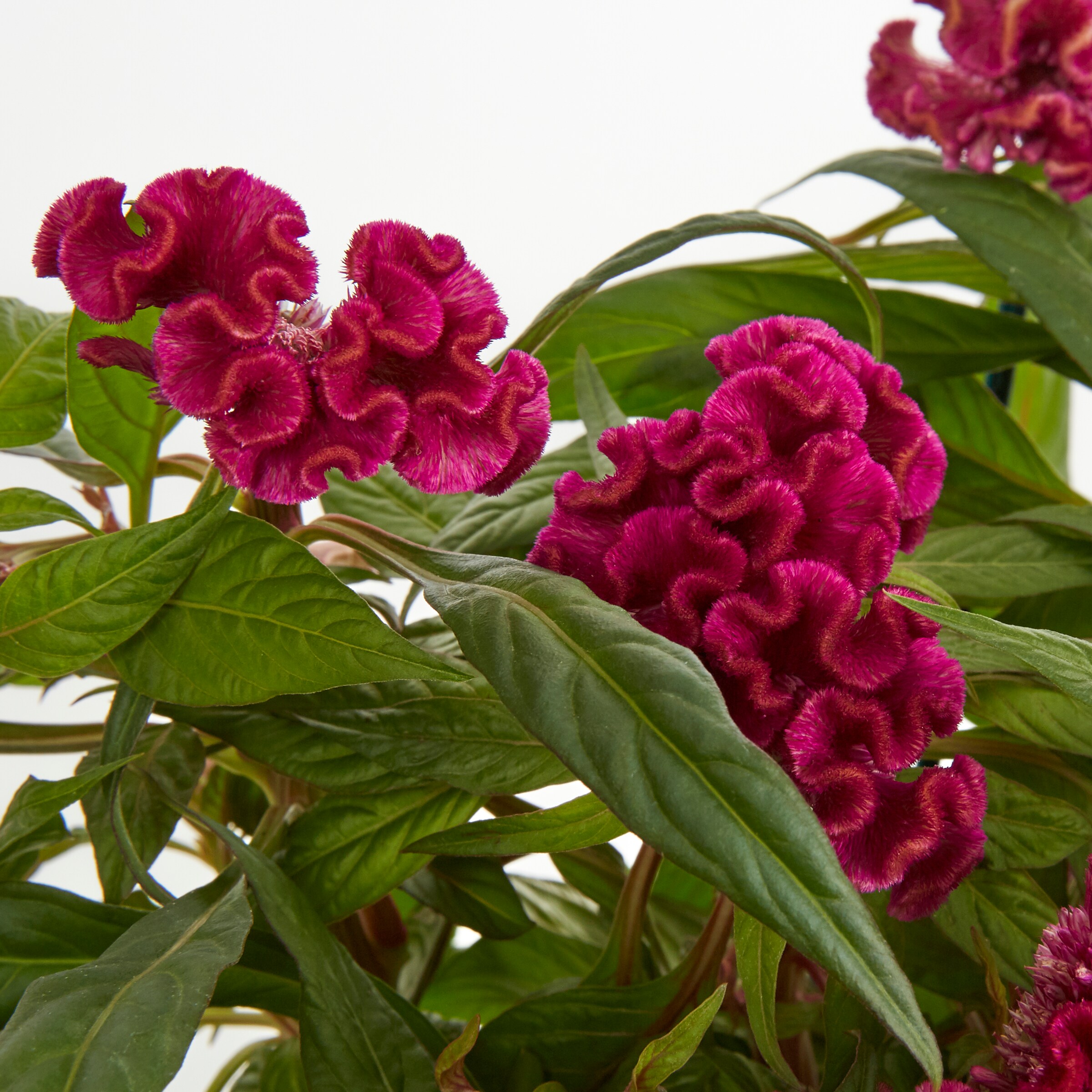 Lowe's NURSERY annuals - View #2
