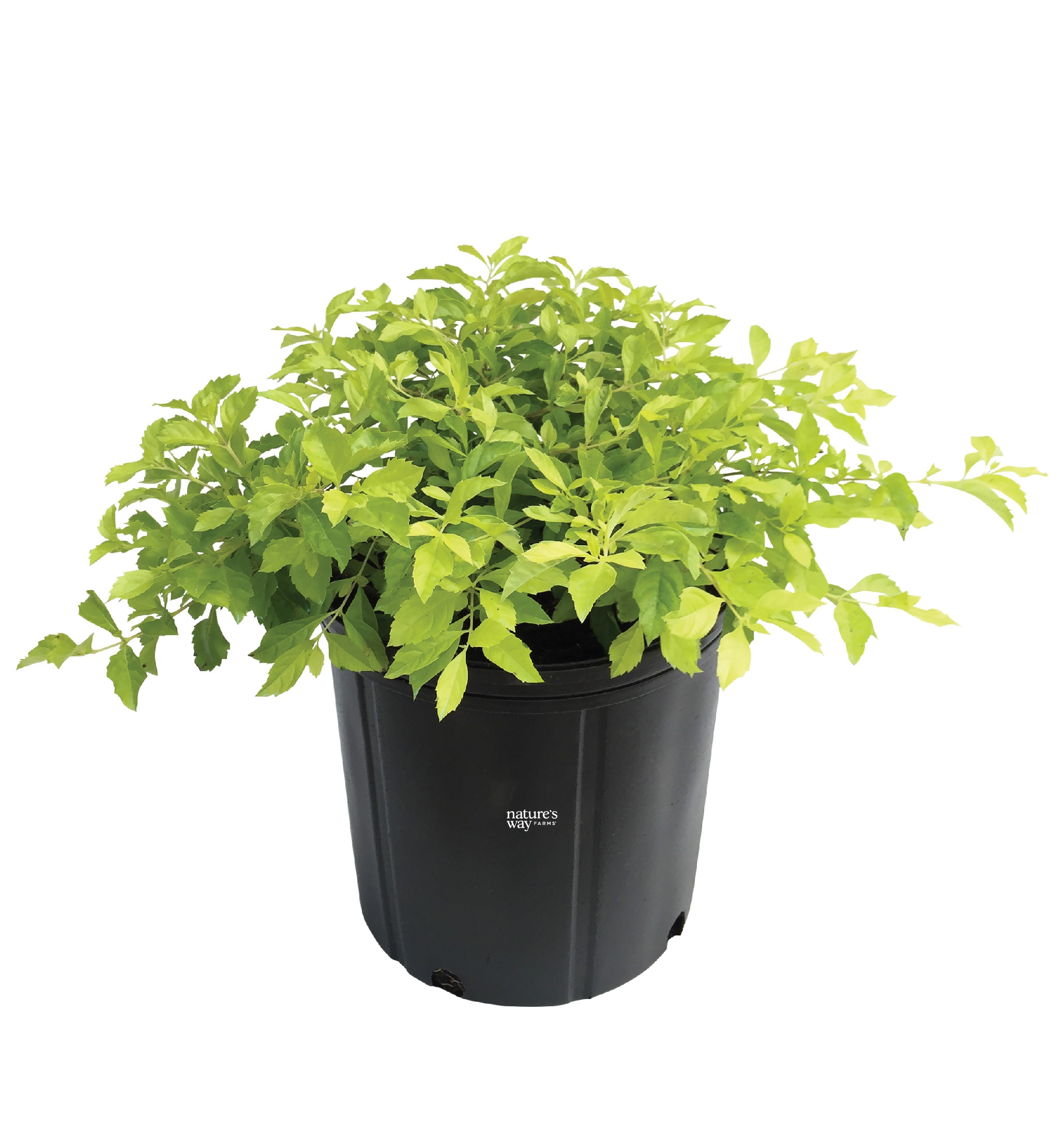  3818 Golden Dewdrop Flowering Shrub in 1 -Gallon Pot 1 -Pack with Purple Blooms